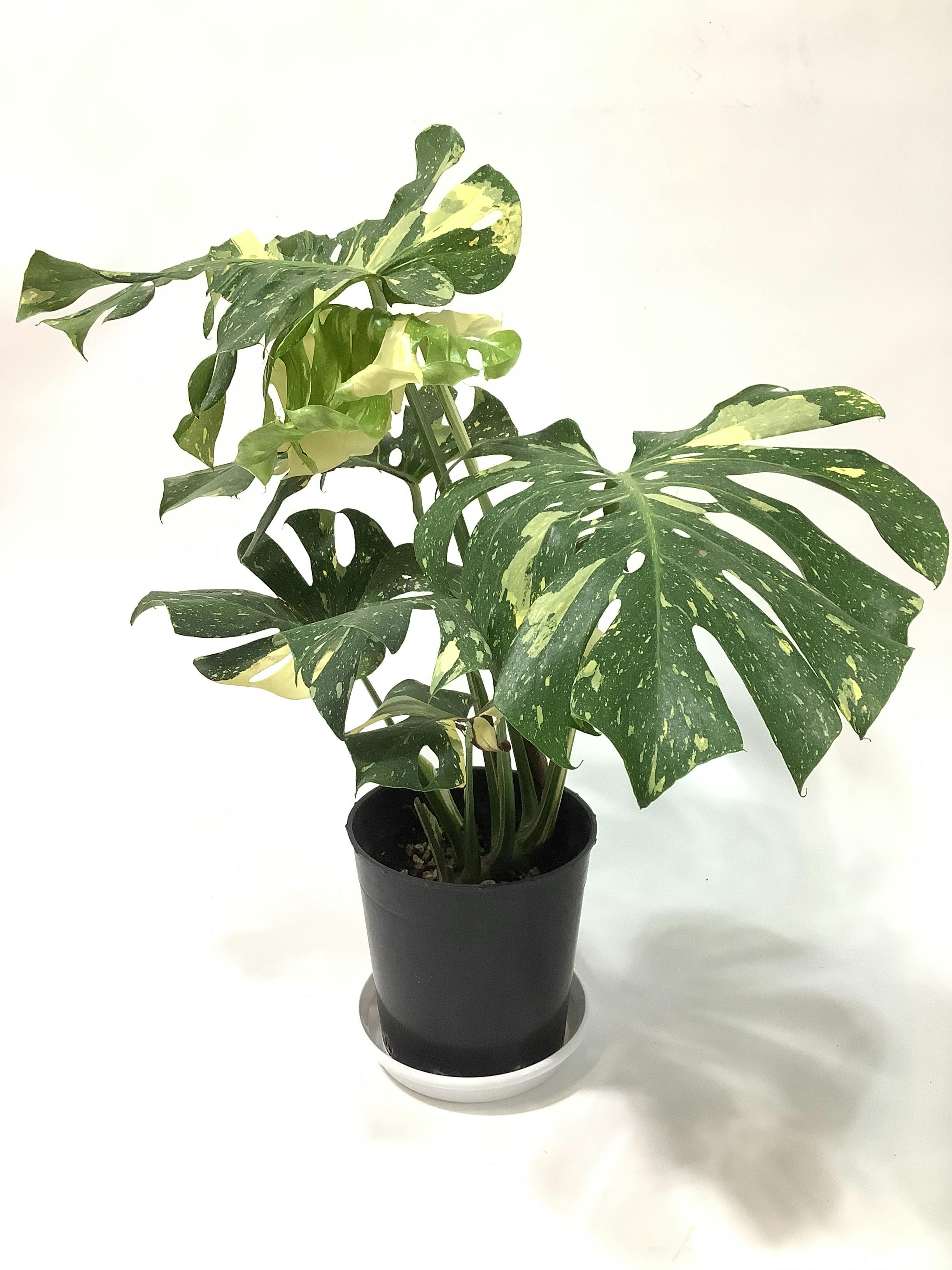 130㎝　モンステラ　葉１３枚　 観葉植物 楽天市場】モンステラ 観葉植物 10号鉢（尺鉢・大鉢）ハート型