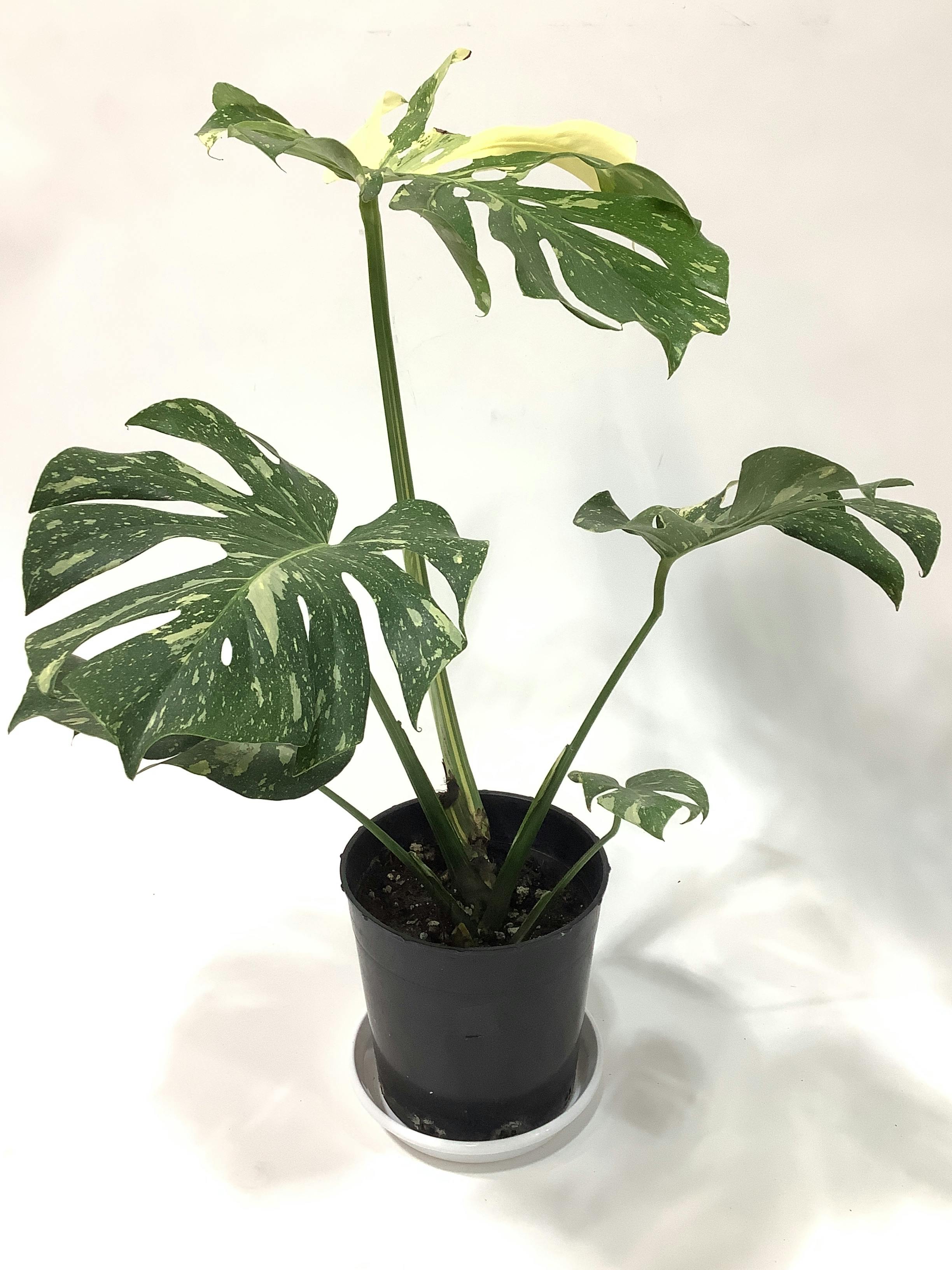 モンステラ 7号ハンギングポット モンステラ 7号 | 観葉植物 | インテリアやギフトに - Hitohana（ひと