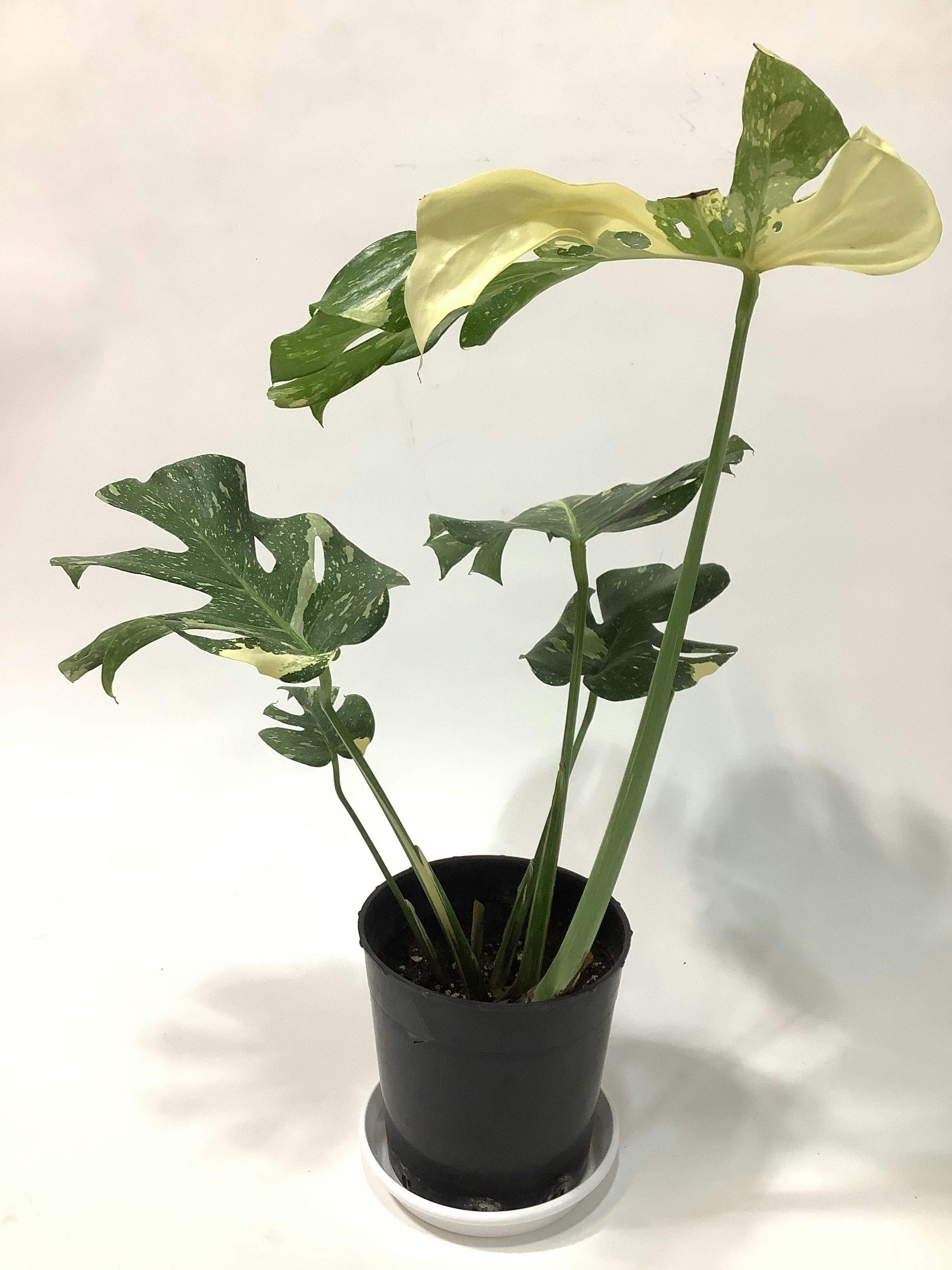 観葉植物 モンステラ【80cm】7号 斑入り プラスチック鉢 #69045 | 観葉