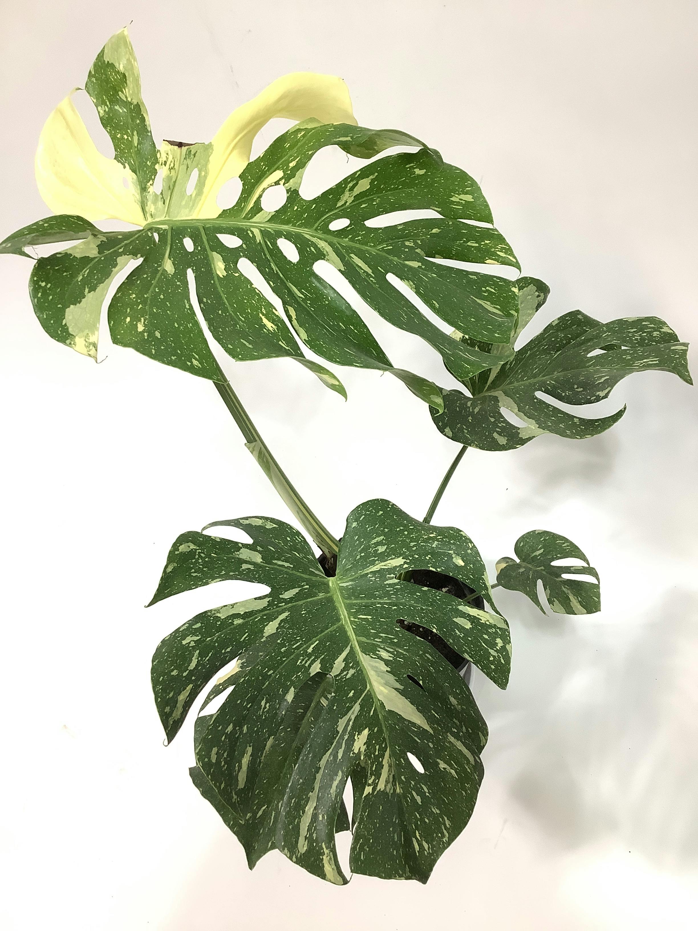 観葉植物 モンステラ【80cm】7号 斑入り プラスチック鉢 #69045 | 観葉
