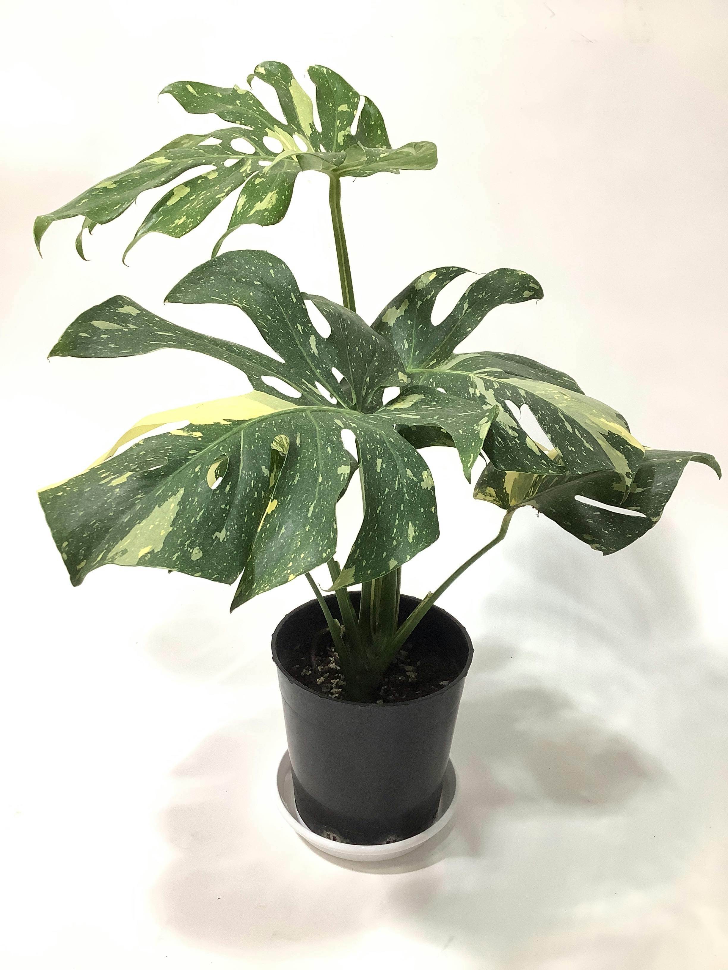 ［現品］【希少】5番　モンステラ　斑入り　7号　レア　観葉植物　室内　鉢受け皿付 現品］【希少】5番 モンステラ 斑入り 7号 レア 観葉植物 室内
