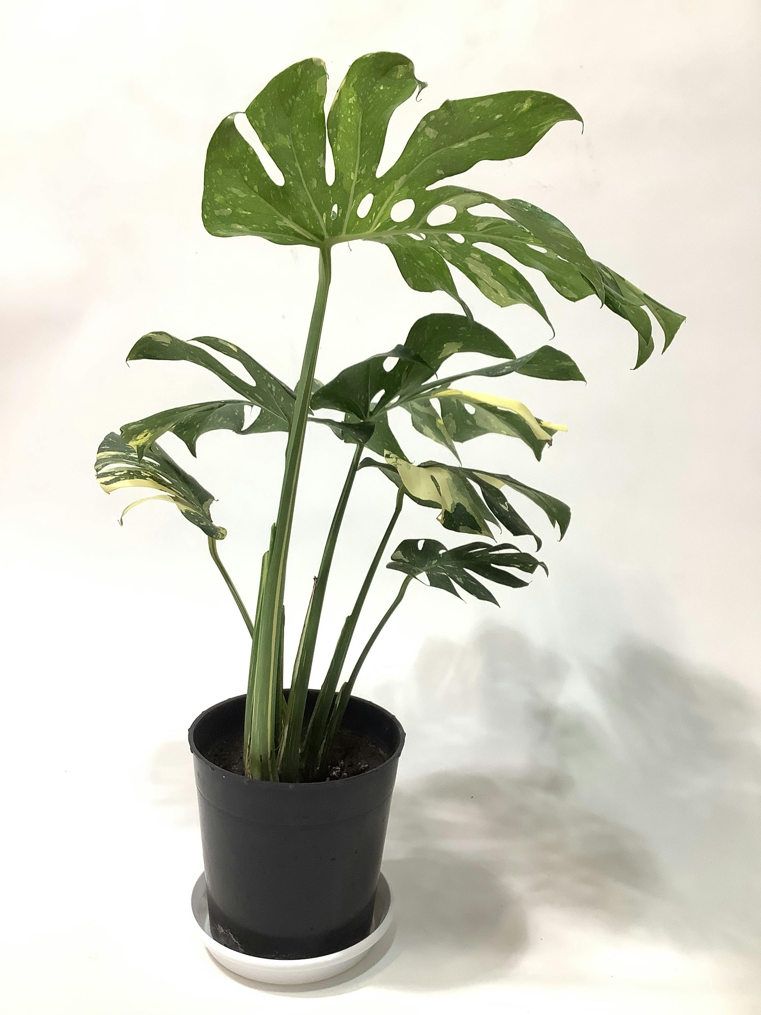 ②　モンステラ　斑入り　７号 ④ モンステラ斑入り 7号 最高等級 2025年版】モンステラの種類