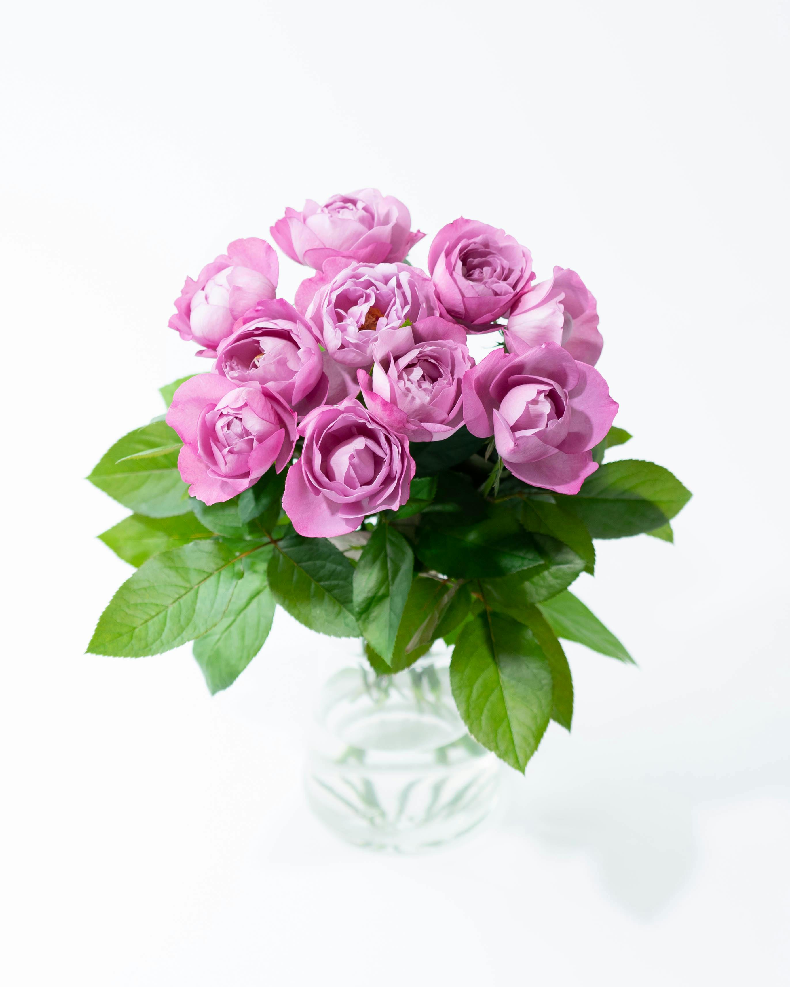 産地直送 香るバラ花束 ブルーパフューム Sサイズ／静岡 増田バラ園