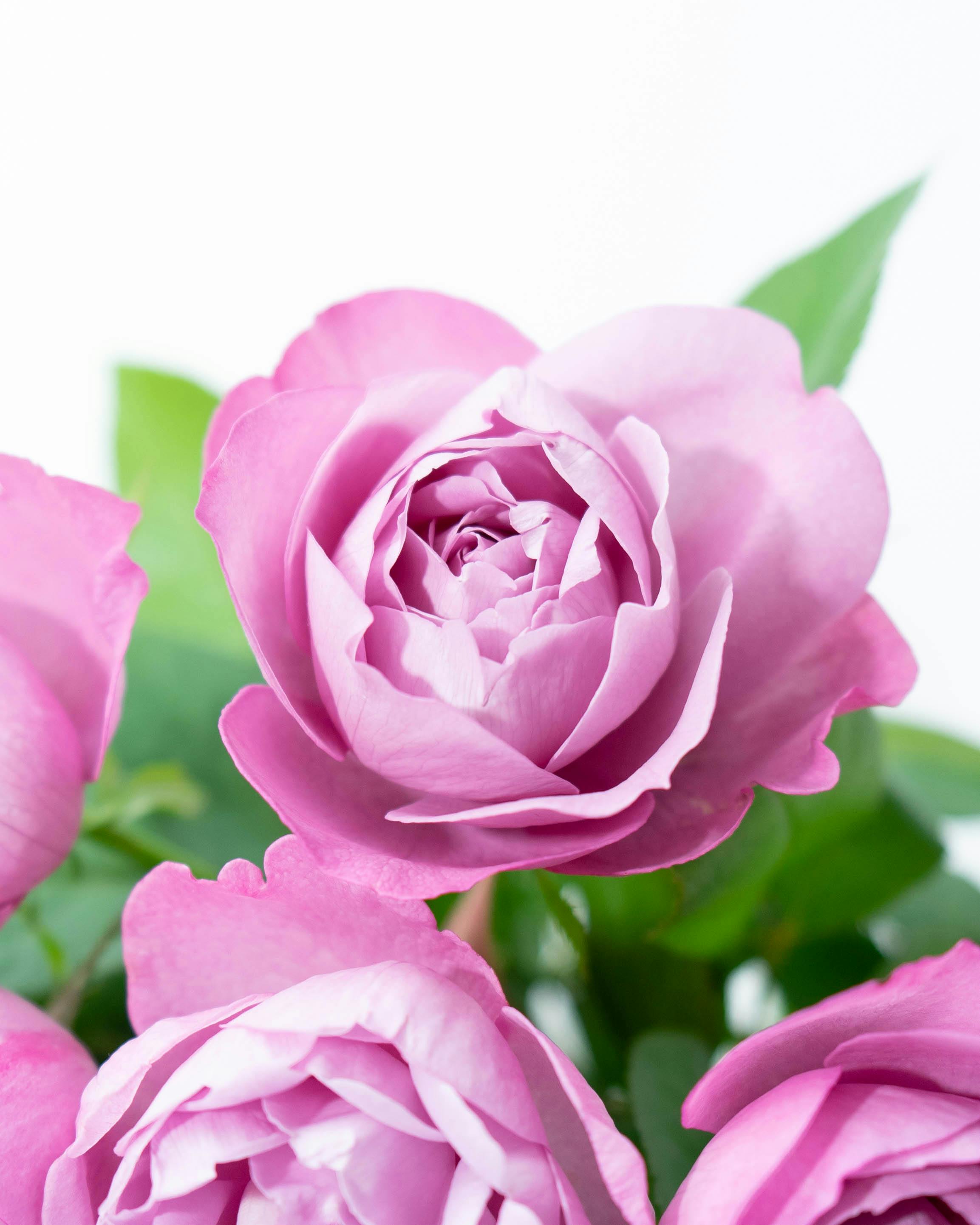 産地直送 香るバラ花束 ブルーパフューム Sサイズ／静岡 増田バラ園