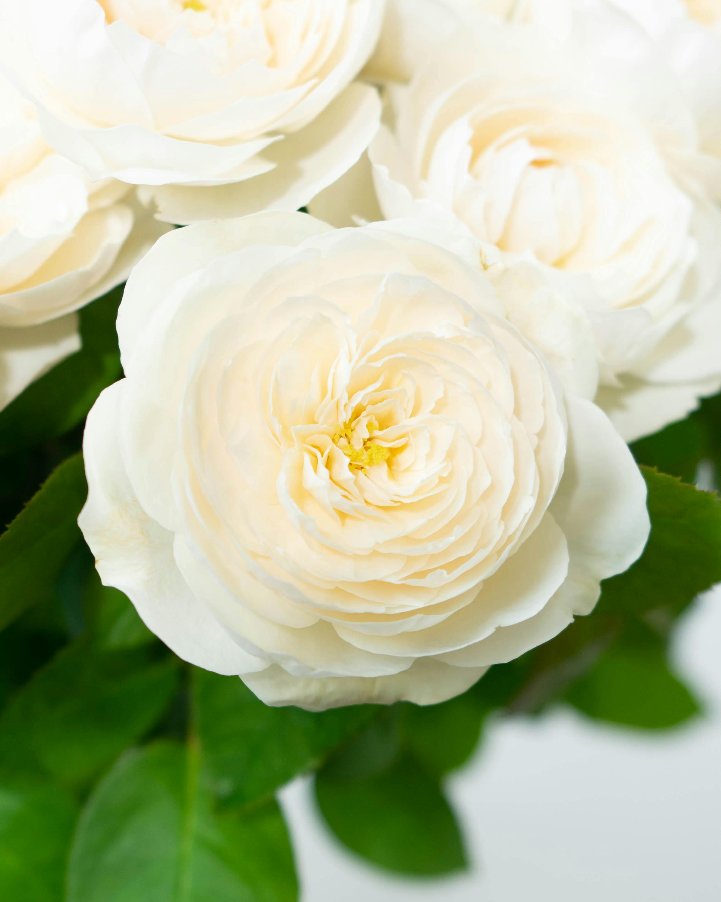 産地直送 香るバラ花束 フェアビアンカ Sサイズ／静岡 増田バラ園から