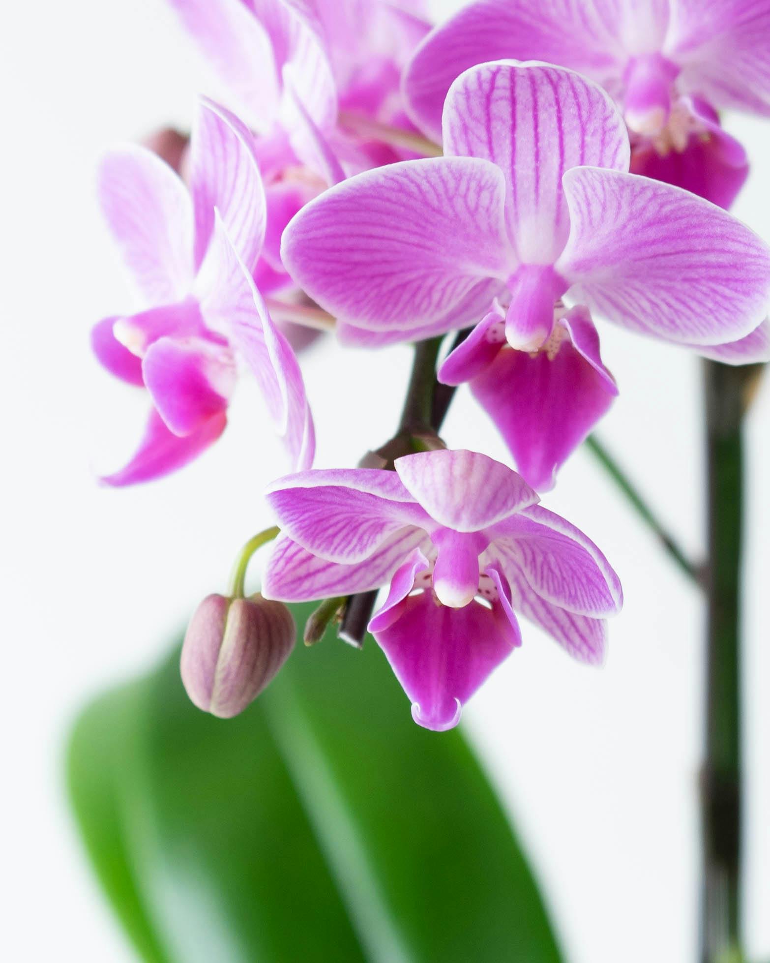 ミニ胡蝶蘭 ピンク テーブル胡蝶蘭 1本立ち | 胡蝶蘭ならHitoHana(ひと