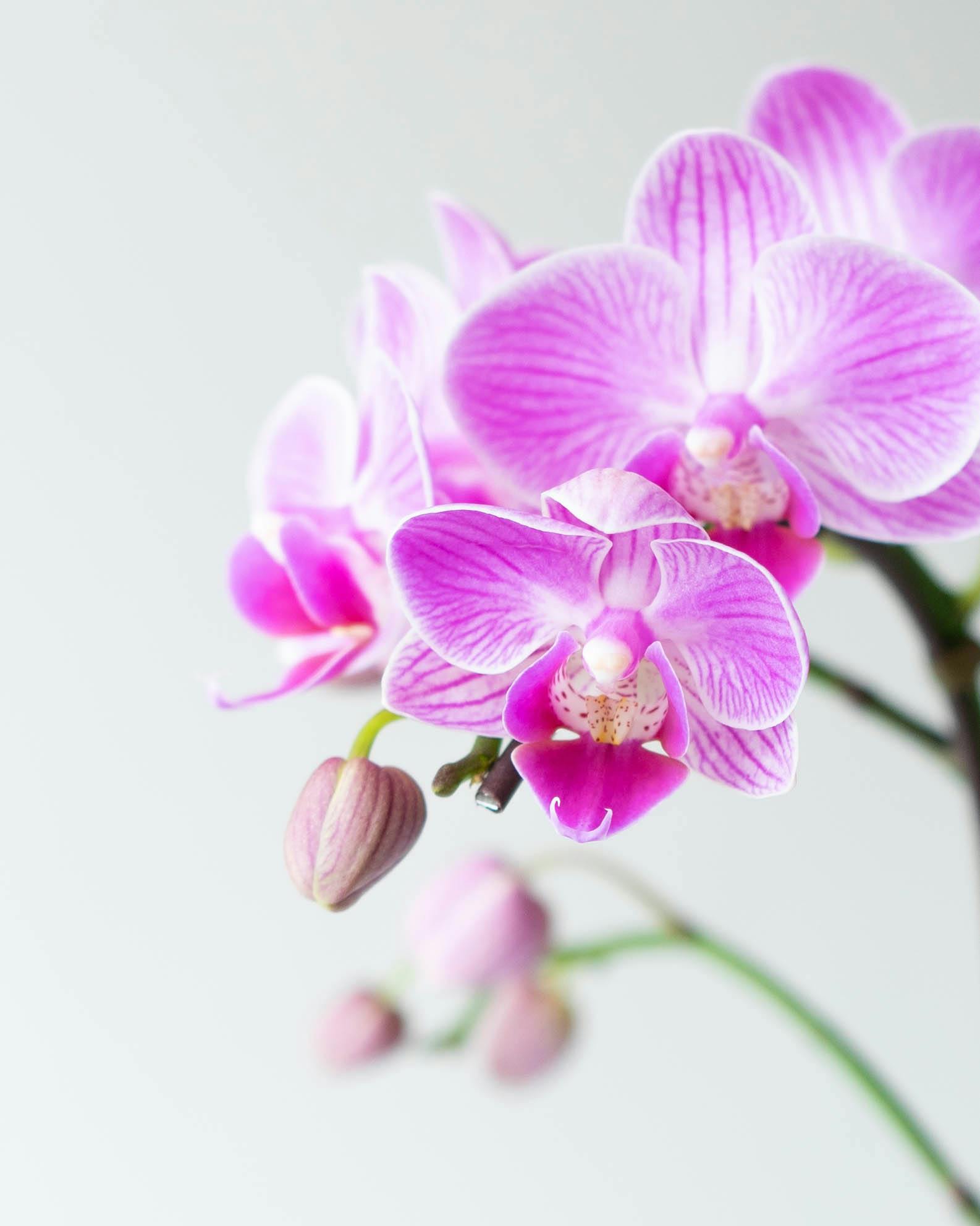 ミニ胡蝶蘭 ピンク テーブル胡蝶蘭 1本立ち | 胡蝶蘭ならHitoHana(ひと