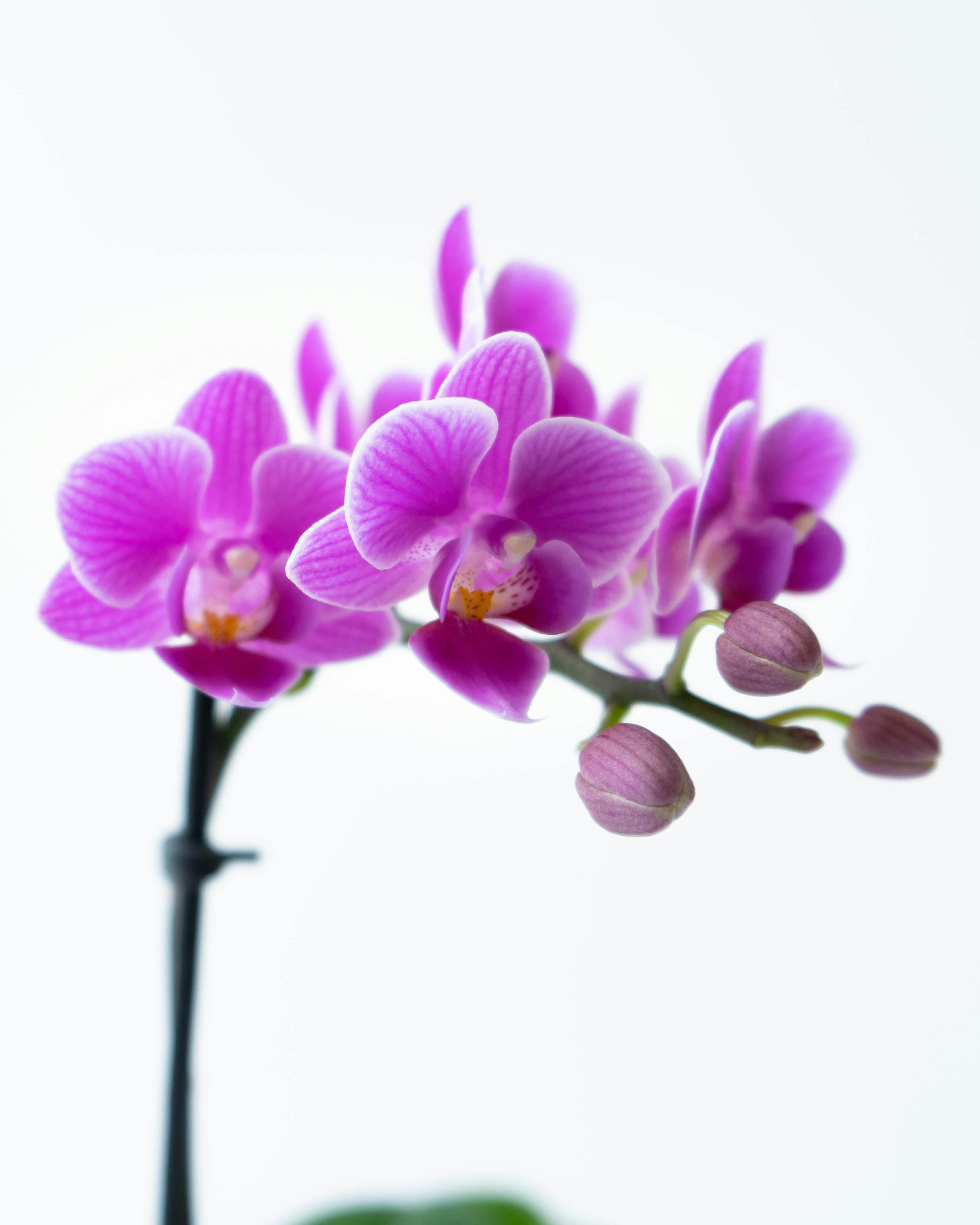 ミニ胡蝶蘭 ピンク ミニアクアポット プティBOX入り | 胡蝶蘭なら