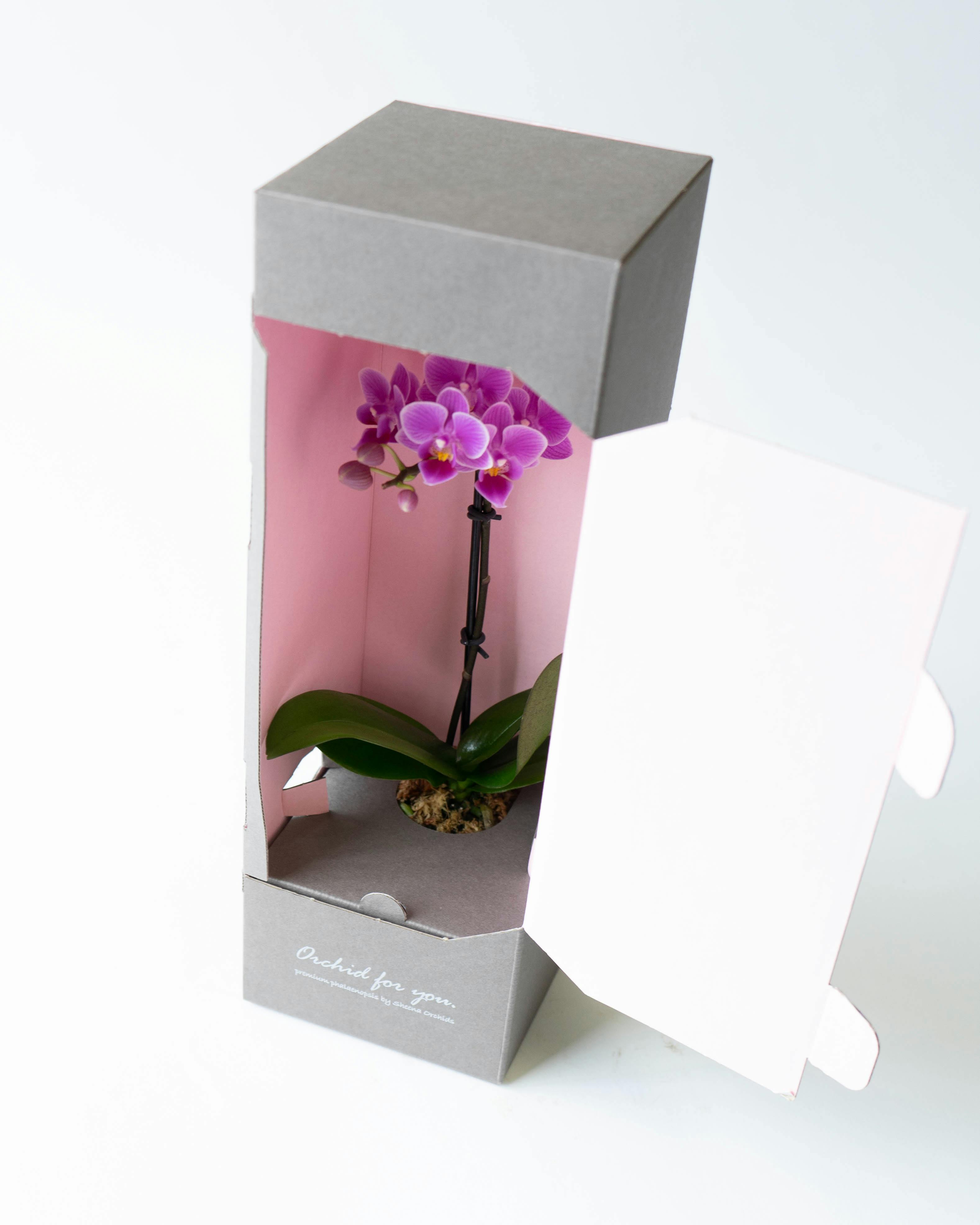 ミニ胡蝶蘭 ピンク ミニアクアポット プティBOX入り | 胡蝶蘭なら