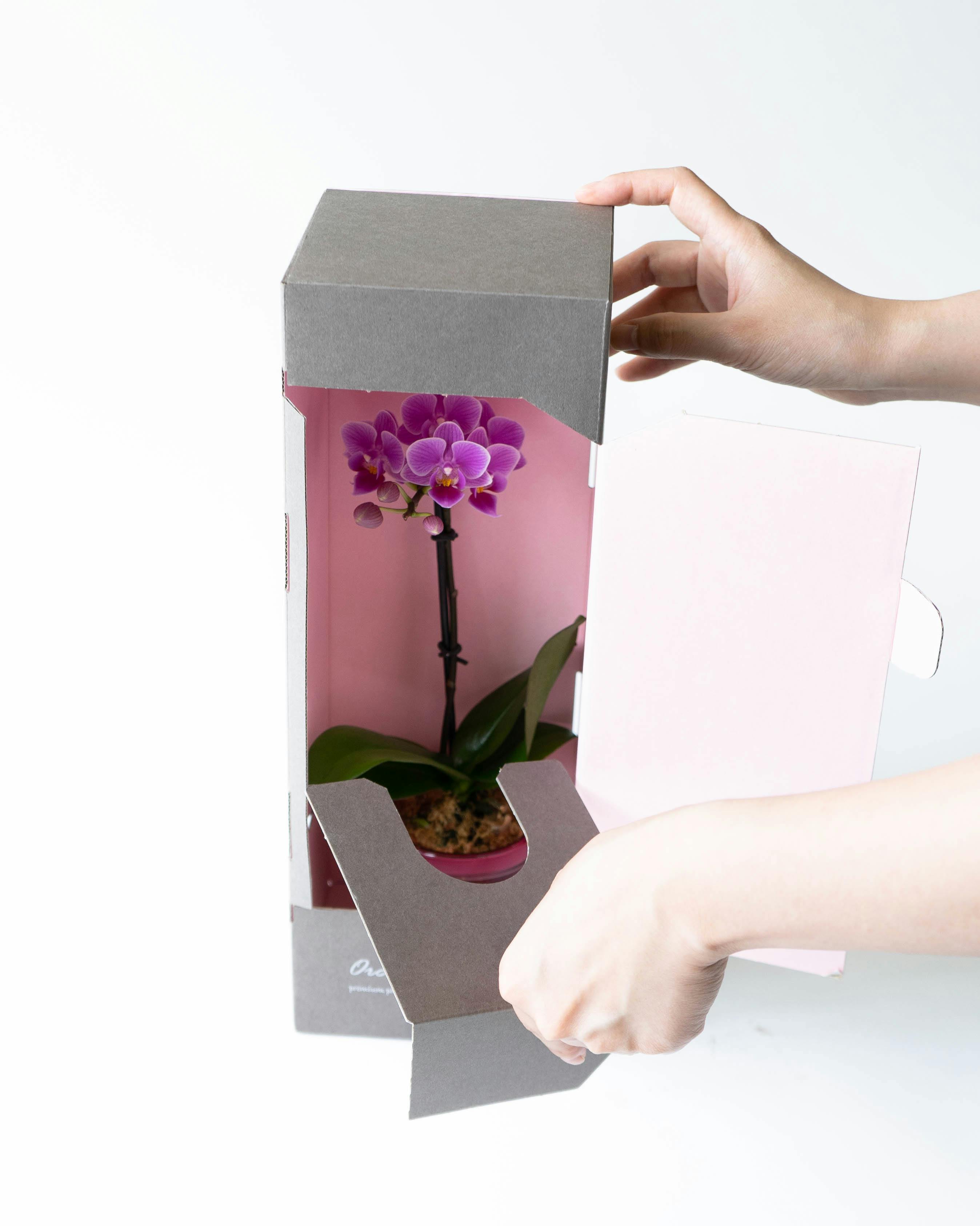 ミニ胡蝶蘭 ピンク ミニアクアポット プティBOX入り | 胡蝶蘭なら