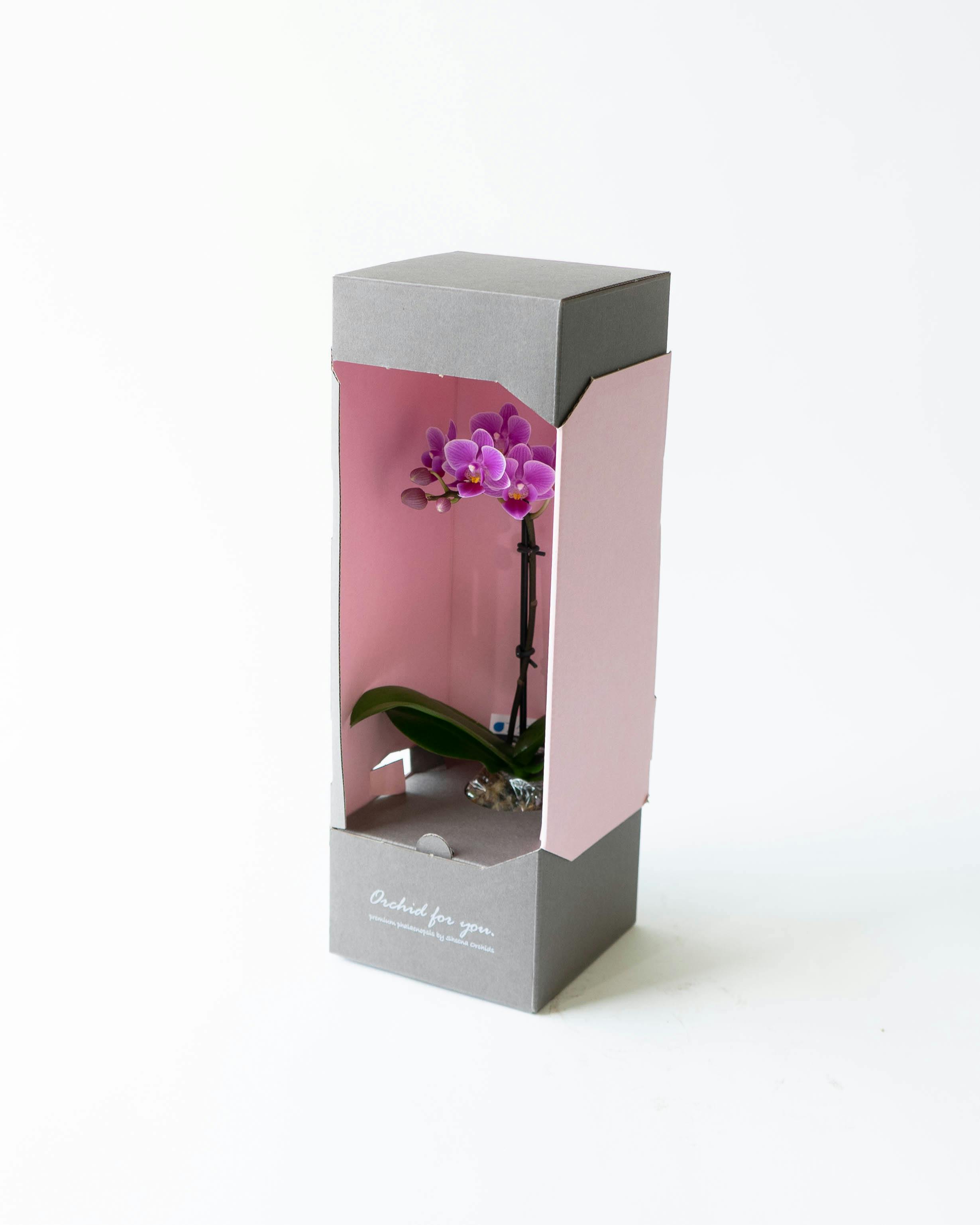 ミニ胡蝶蘭 ピンク ミニアクアポット プティBOX入り | 胡蝶蘭なら