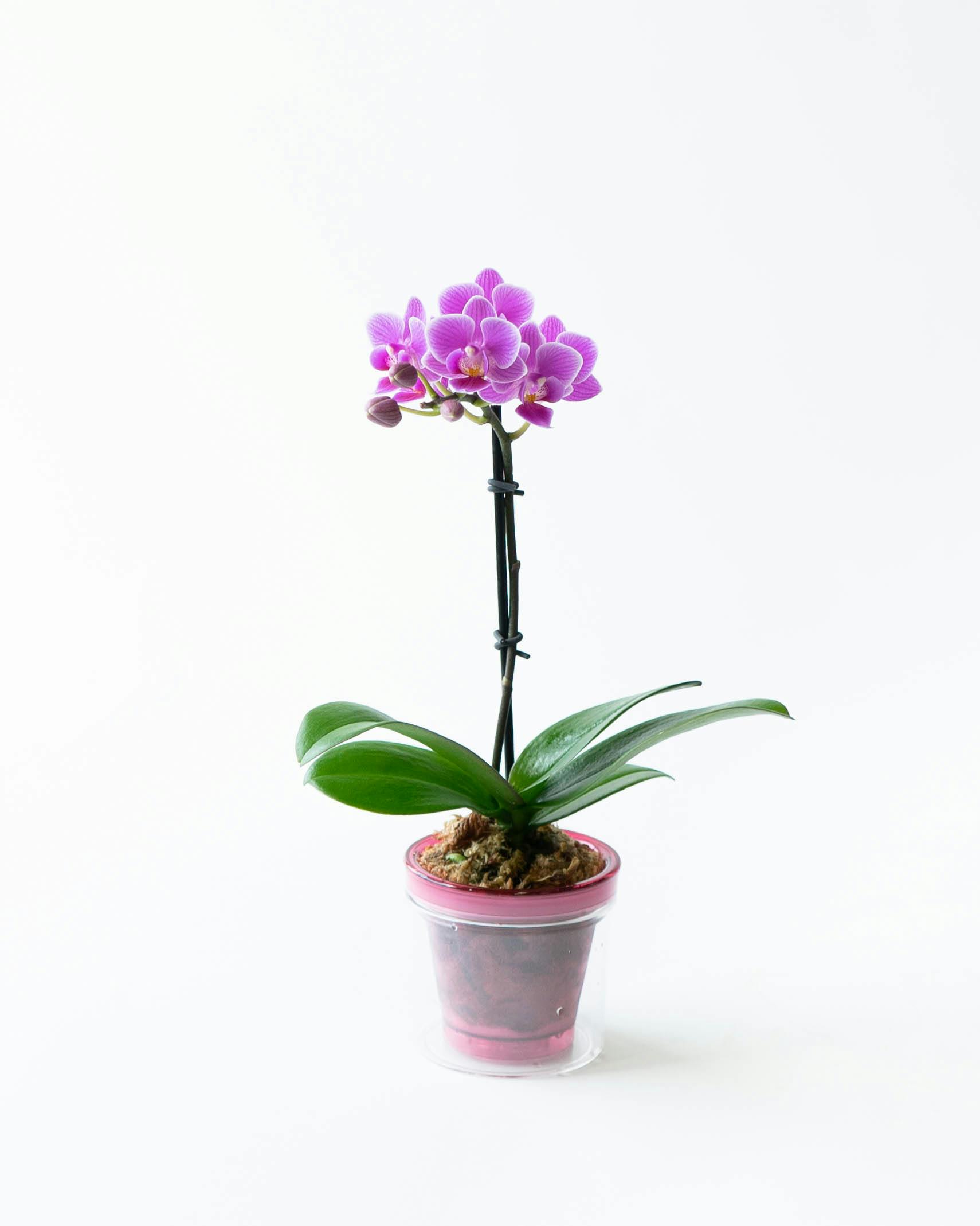 ミニ胡蝶蘭 ピンク ミニアクアポット プティBOX入り | 胡蝶蘭なら