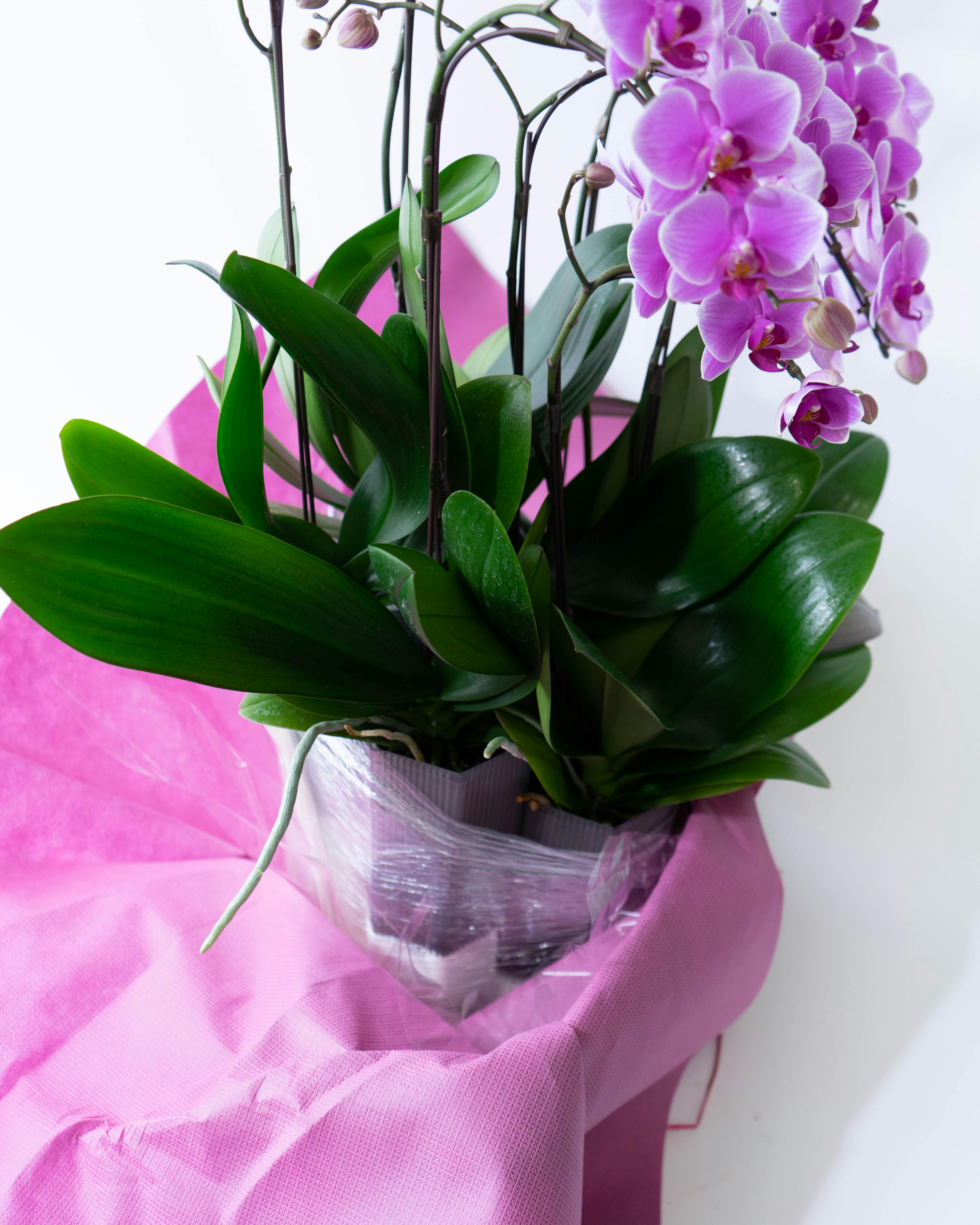 ミディ胡蝶蘭 ピンク シェアオーキッド 7本立ち | 胡蝶蘭ならHitoHana