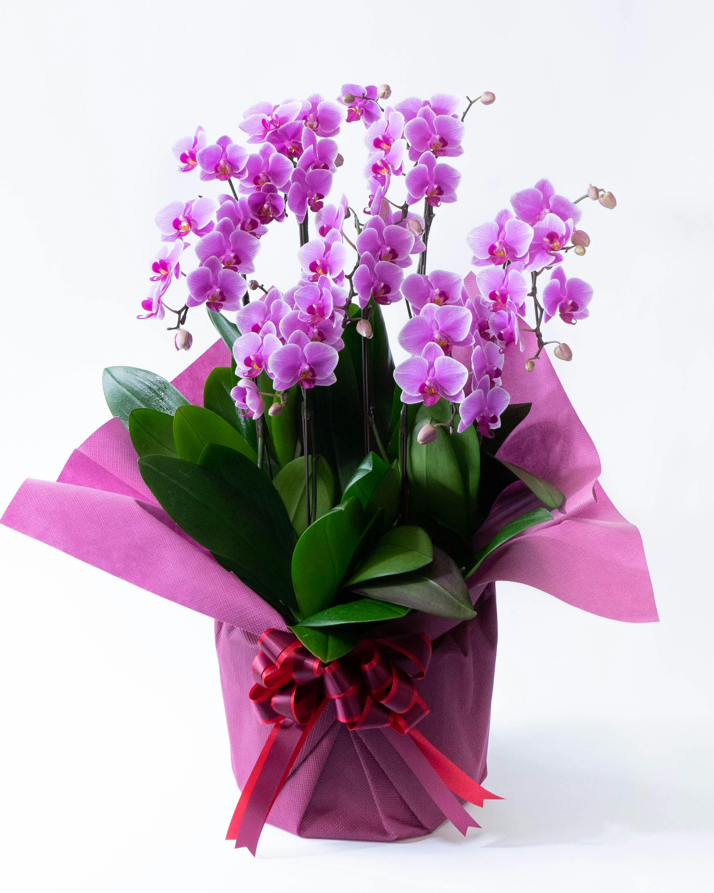 ミディ胡蝶蘭 ピンク シェアオーキッド 7本立ち | 胡蝶蘭ならHitoHana