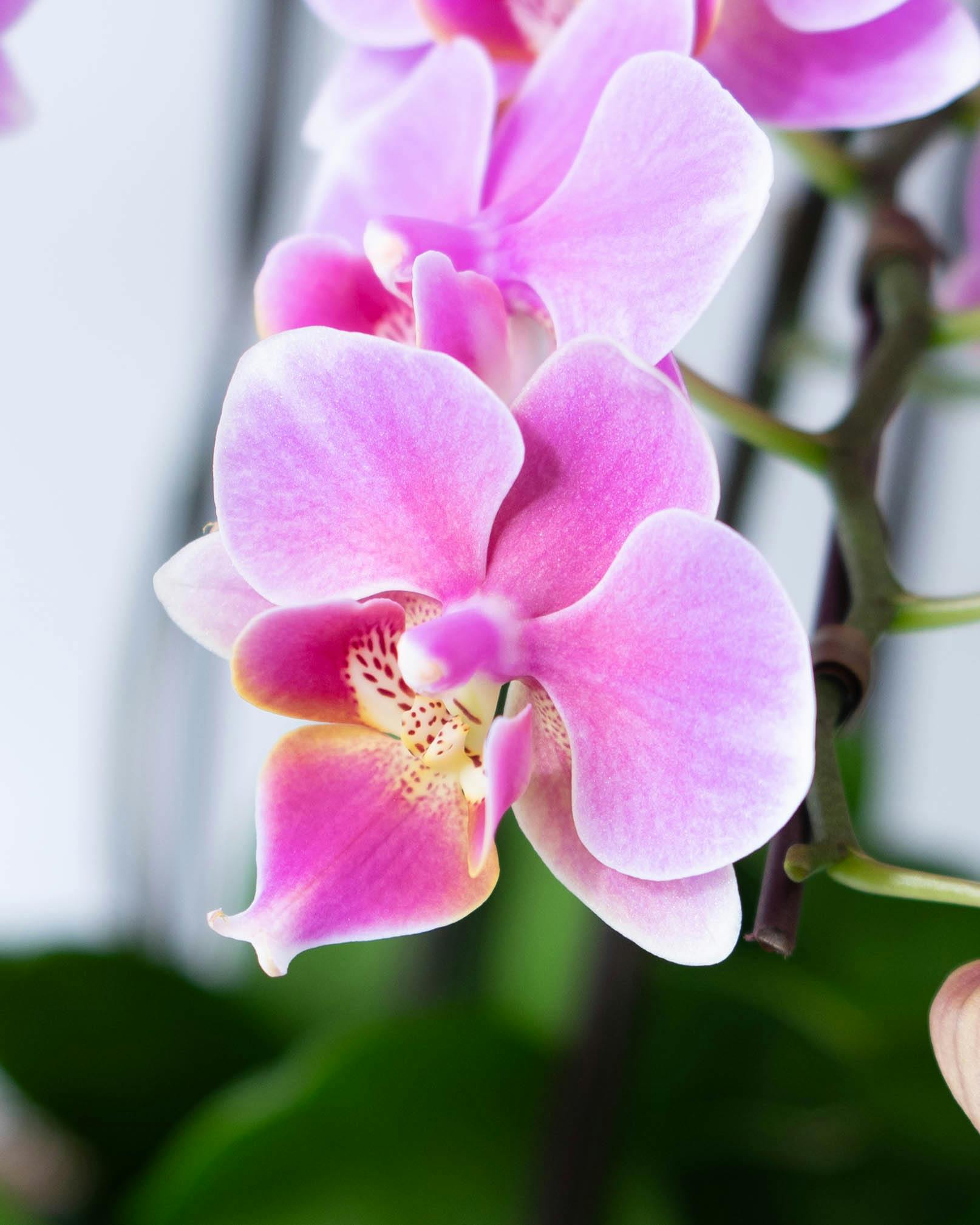 爽やかコチョウラン 胡蝶蘭ミディ ピンクミックス 1F 10ポットセット