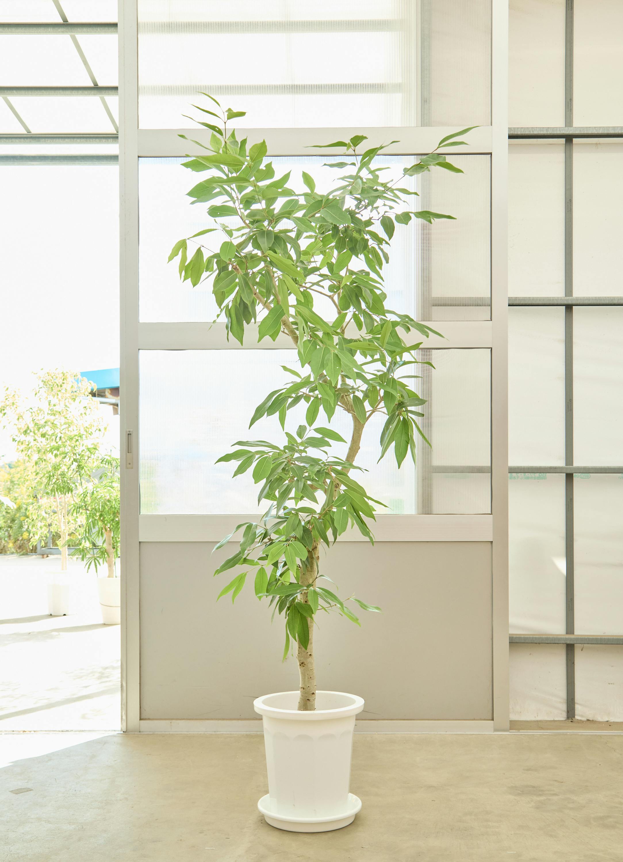 観葉植物 アマゾンオリーブ (ムラサキフトモモ) 【200cm】10号