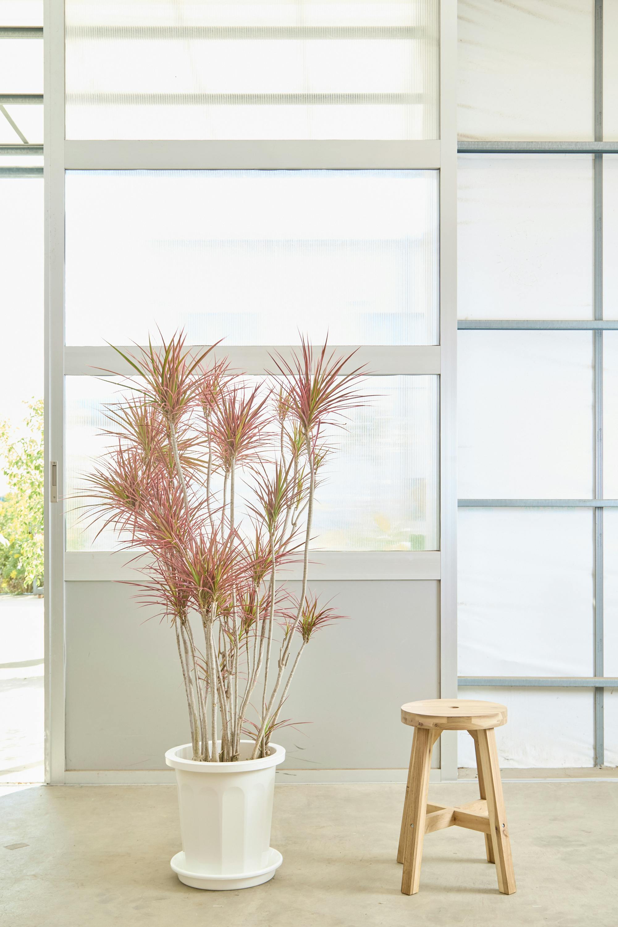 ドラセナ コンシンネ スカーレットアイビス | 観葉植物通販HitoHana