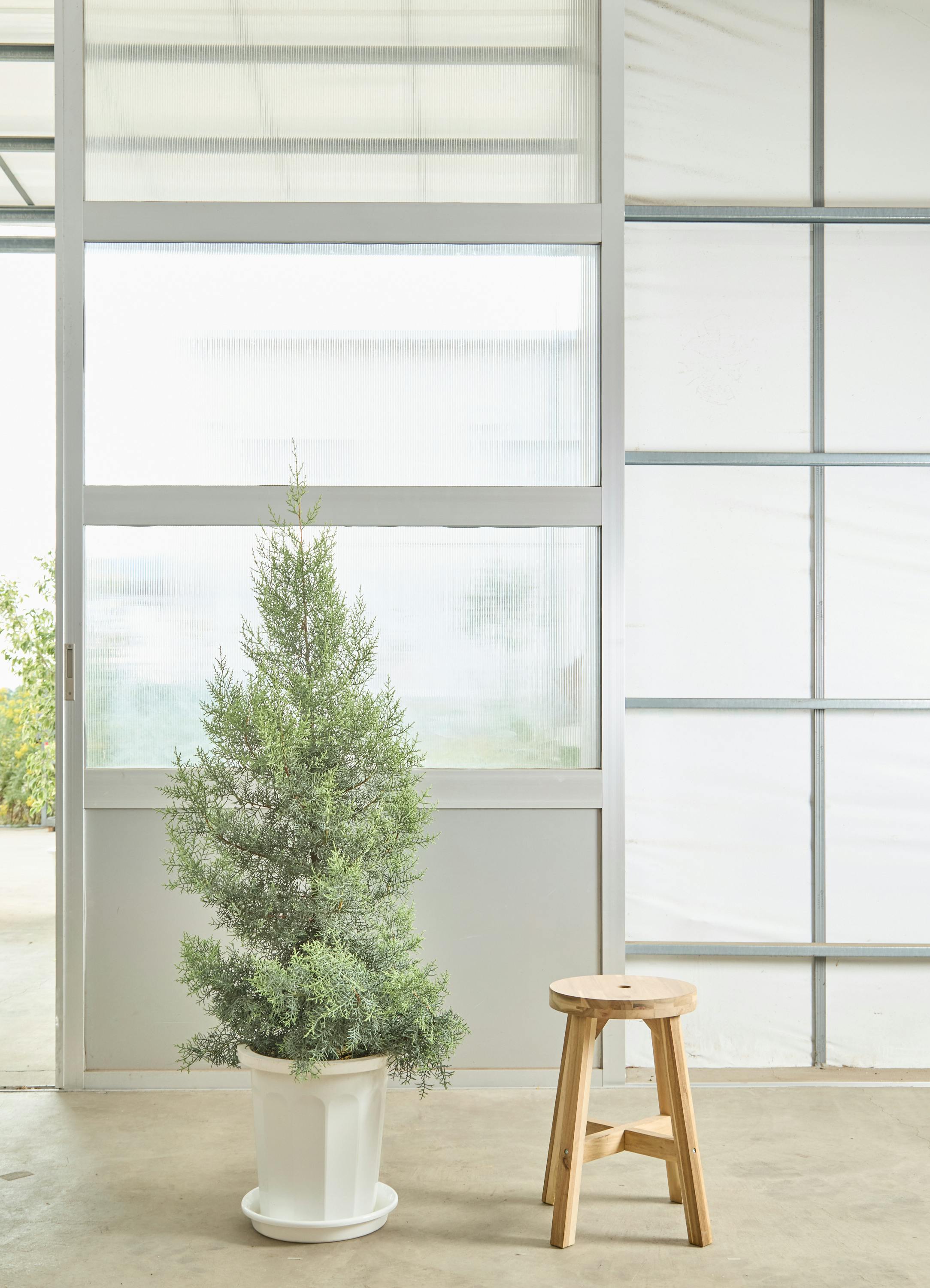クリスマスにおすすめの観葉植物 | HitoHana（ひとはな）