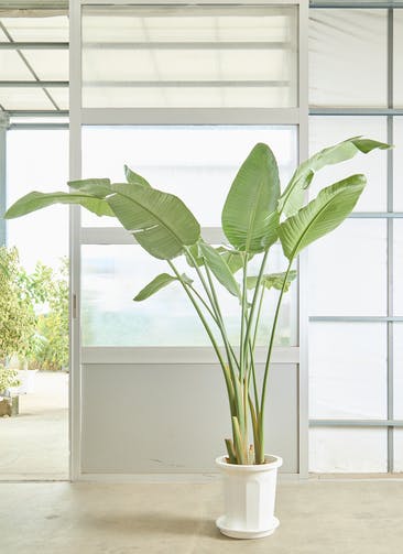 オーガスタ 観葉植物 白い鉢 観葉植物 オーガスタ 6号 プラスチック鉢 | 観葉植物なら