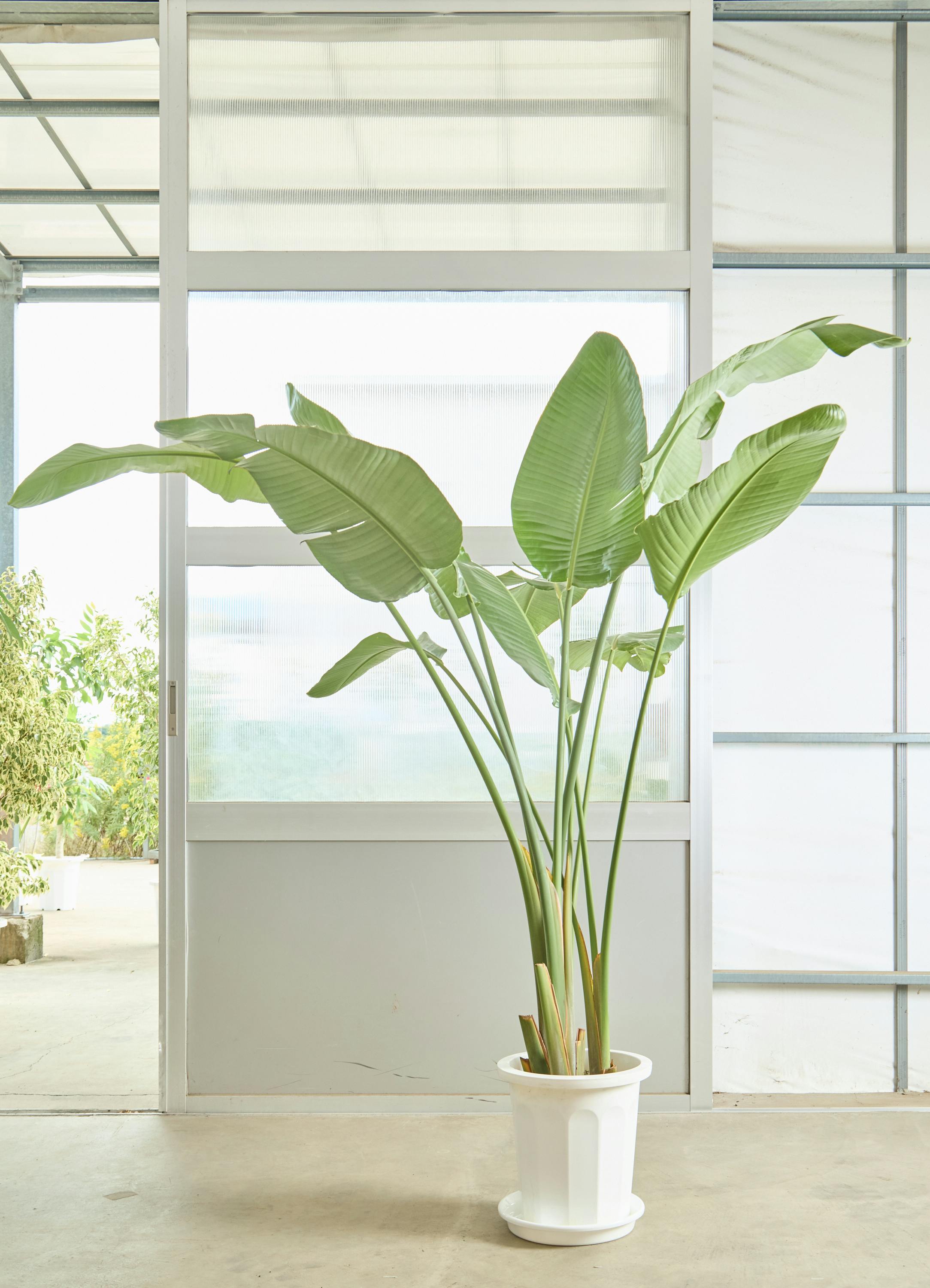 観葉植物　150株以上まとめ売り 15,000円～20,000円の観葉植物 | 送料無料でお届け | Hitohana