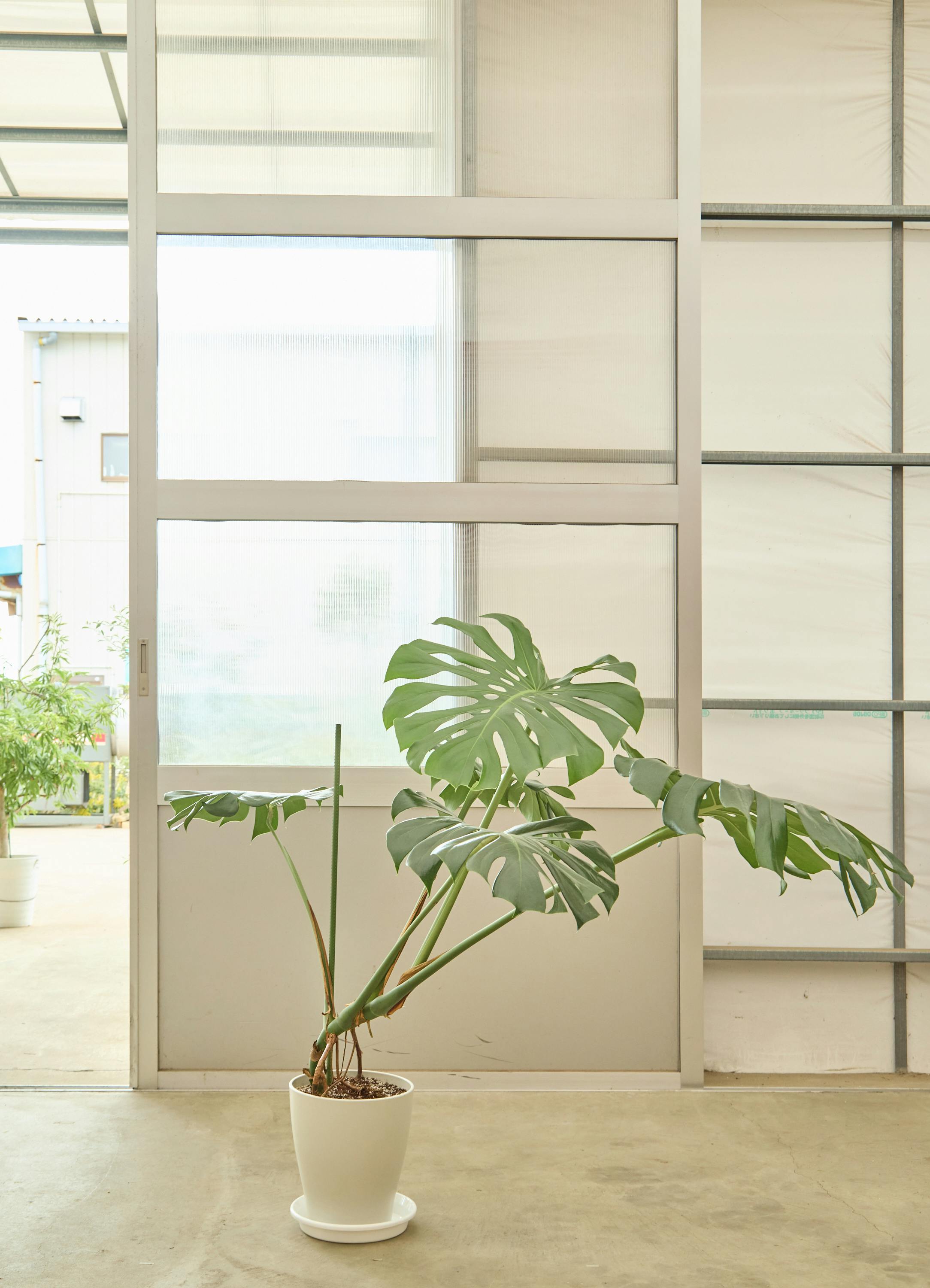 観葉植物 モンステラ【115cm】 8号 根あがり プラスチック鉢 #68555 ※1