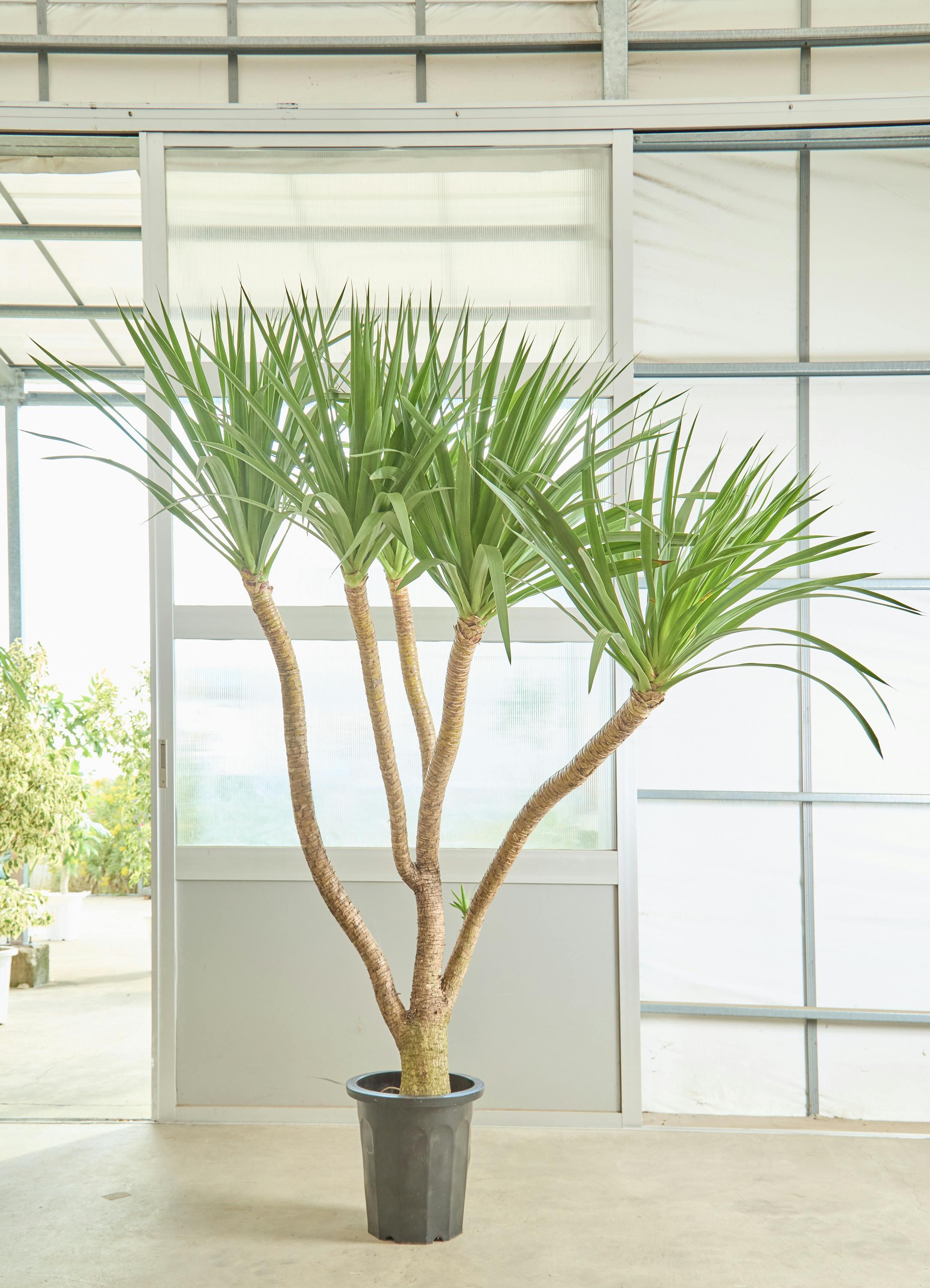 ドラセナ　カンボジアーナ 観葉植物 ドラセナ カンボジアーナ 8号 エディラウンド 黒 付き | 観葉