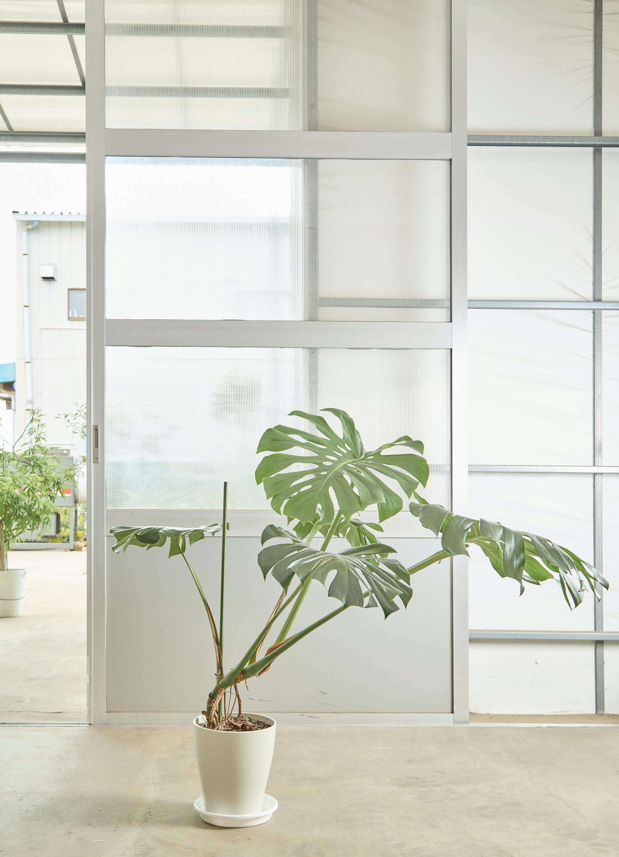 モンステラ 根あがり | 観葉植物通販 Hitohana（ひとはな）