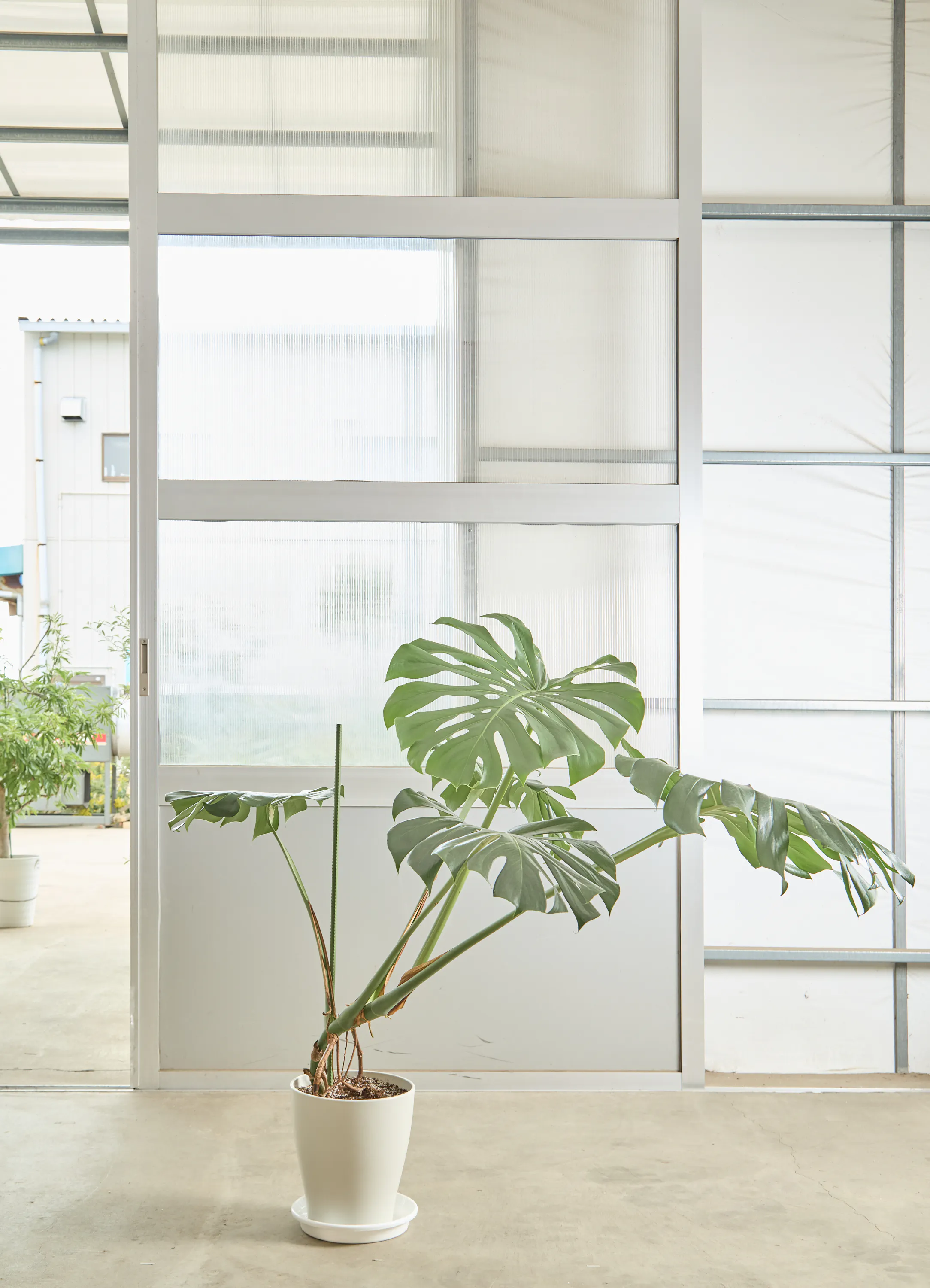 モンステラ 8号 根あがり | 観葉植物通販HitoHana(ひとはな)