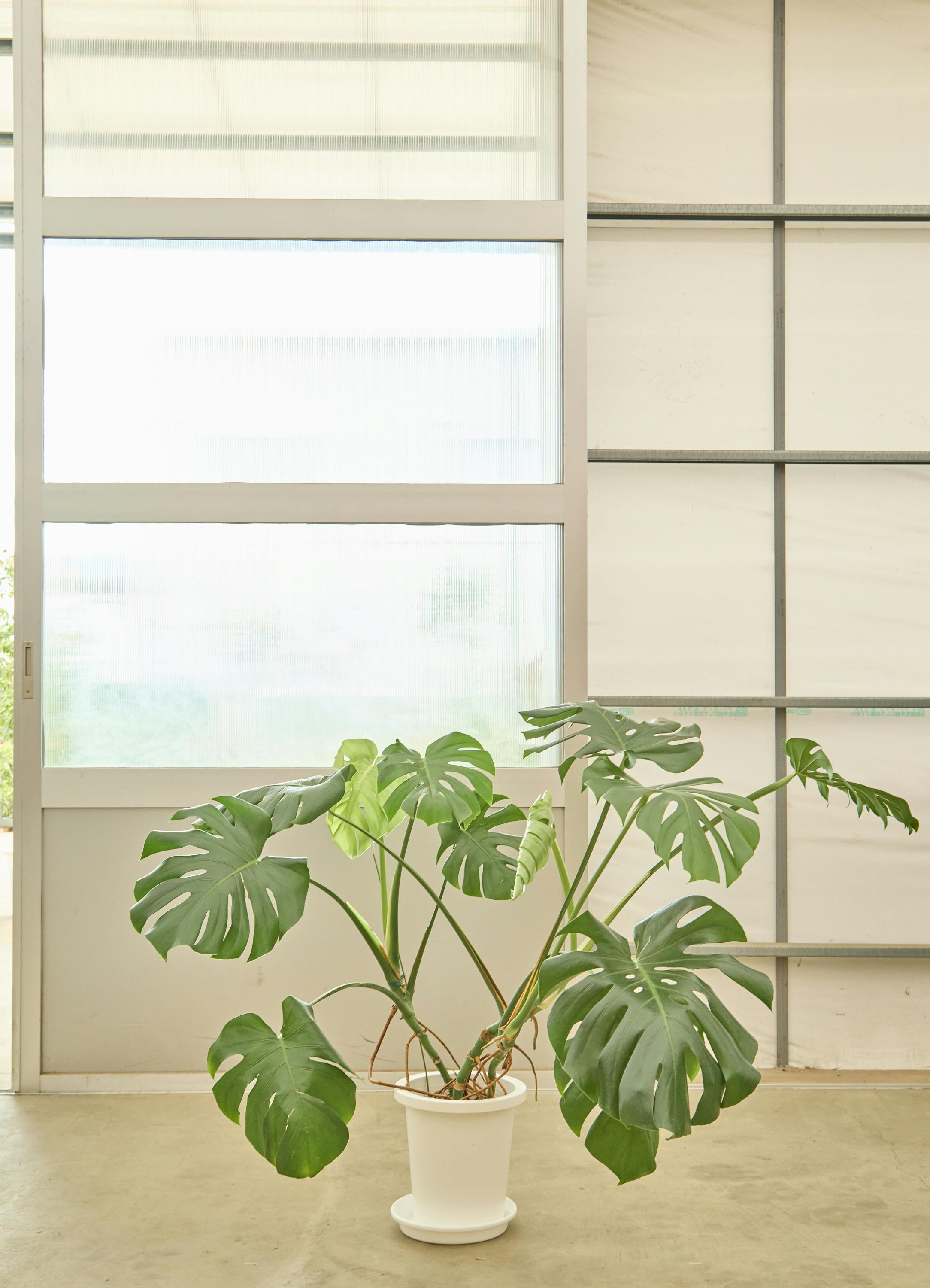 モンステラ 8号 | 観葉植物 | インテリアやギフトに - Hitohana（ひと