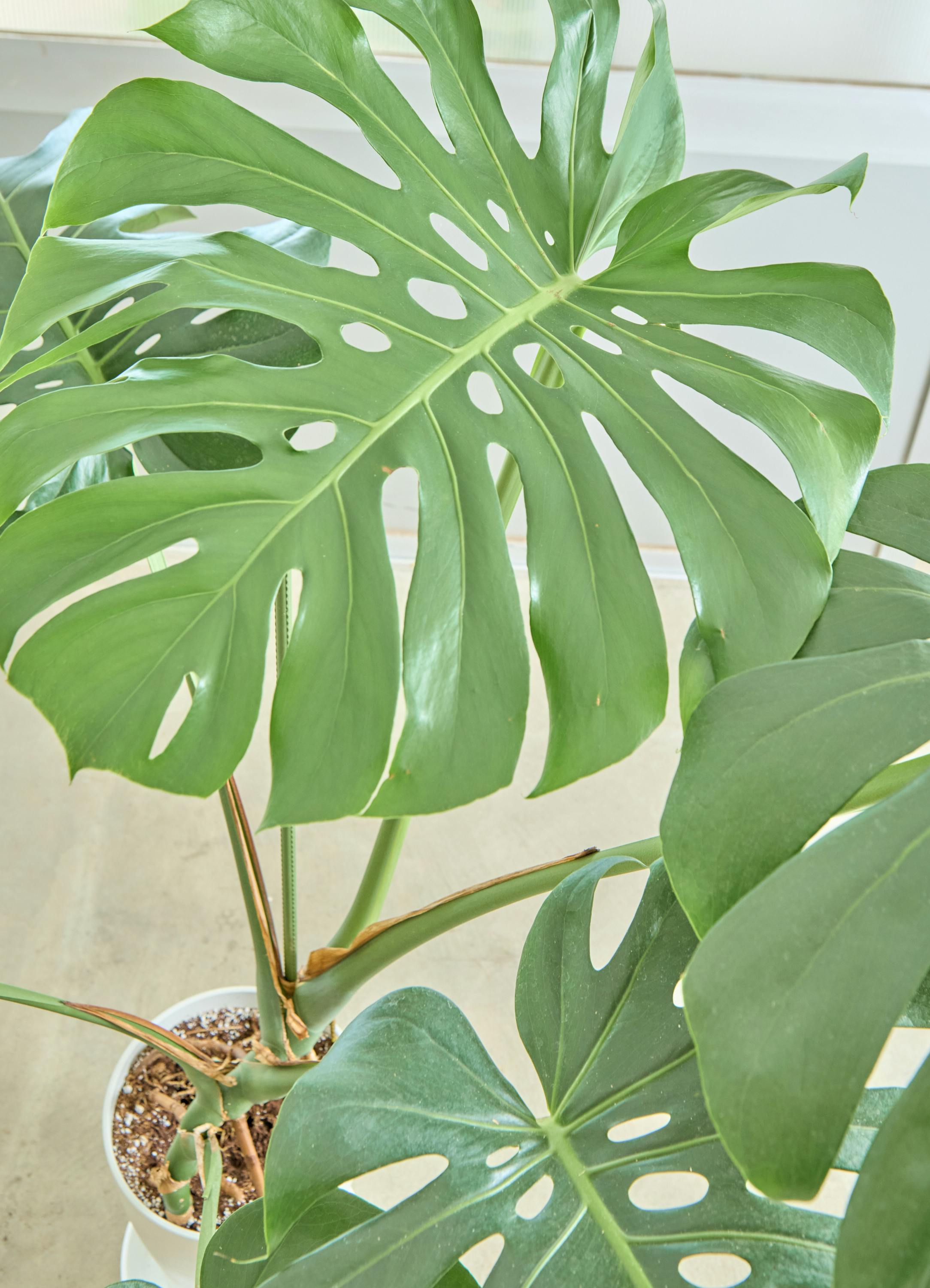 観葉植物 モンステラ【120cm】 8号 根あがり プラスチック鉢 #68554 ※1