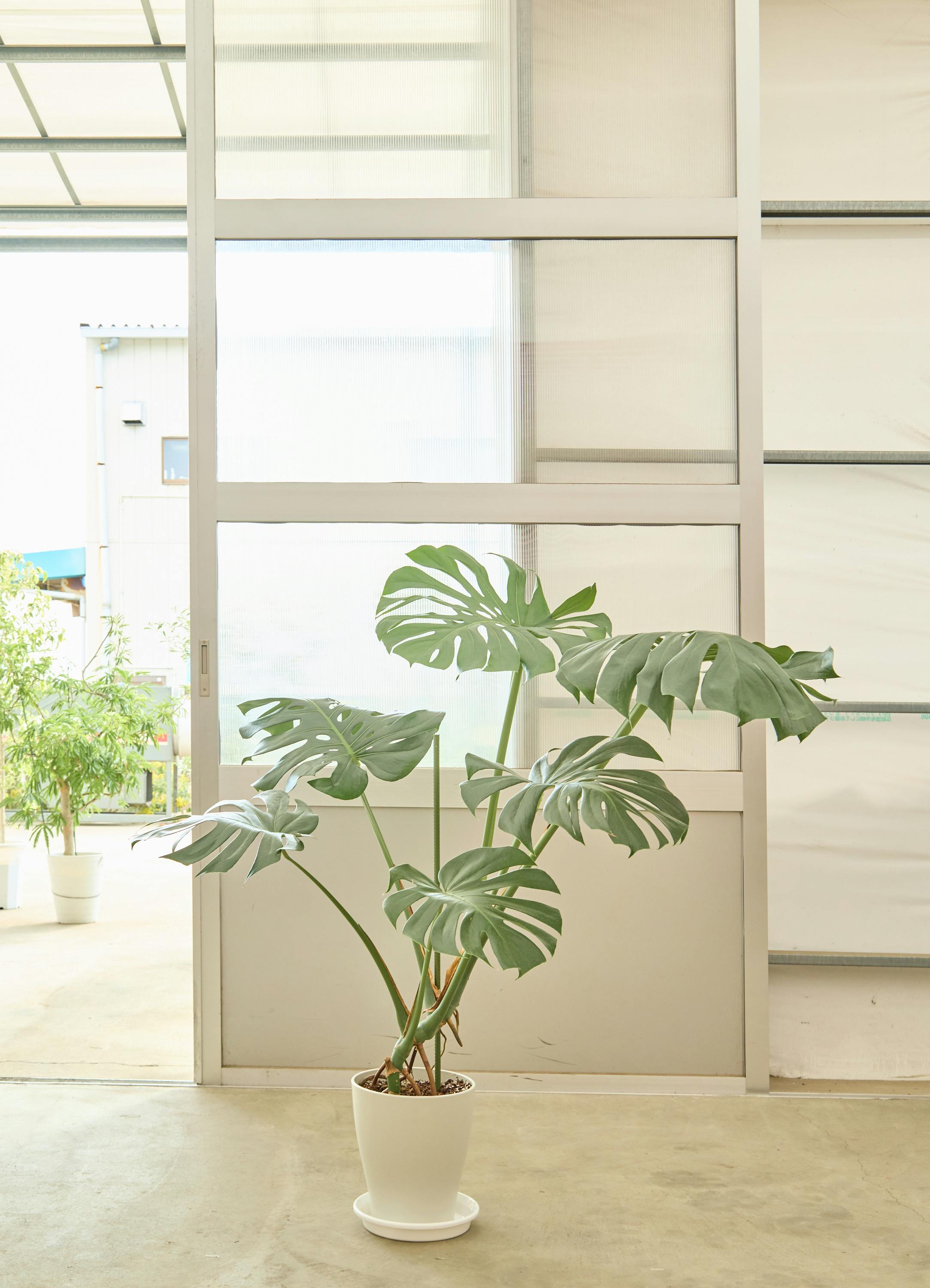 観葉植物 モンステラ【120cm】 8号 根あがり プラスチック鉢 #68554 ※1