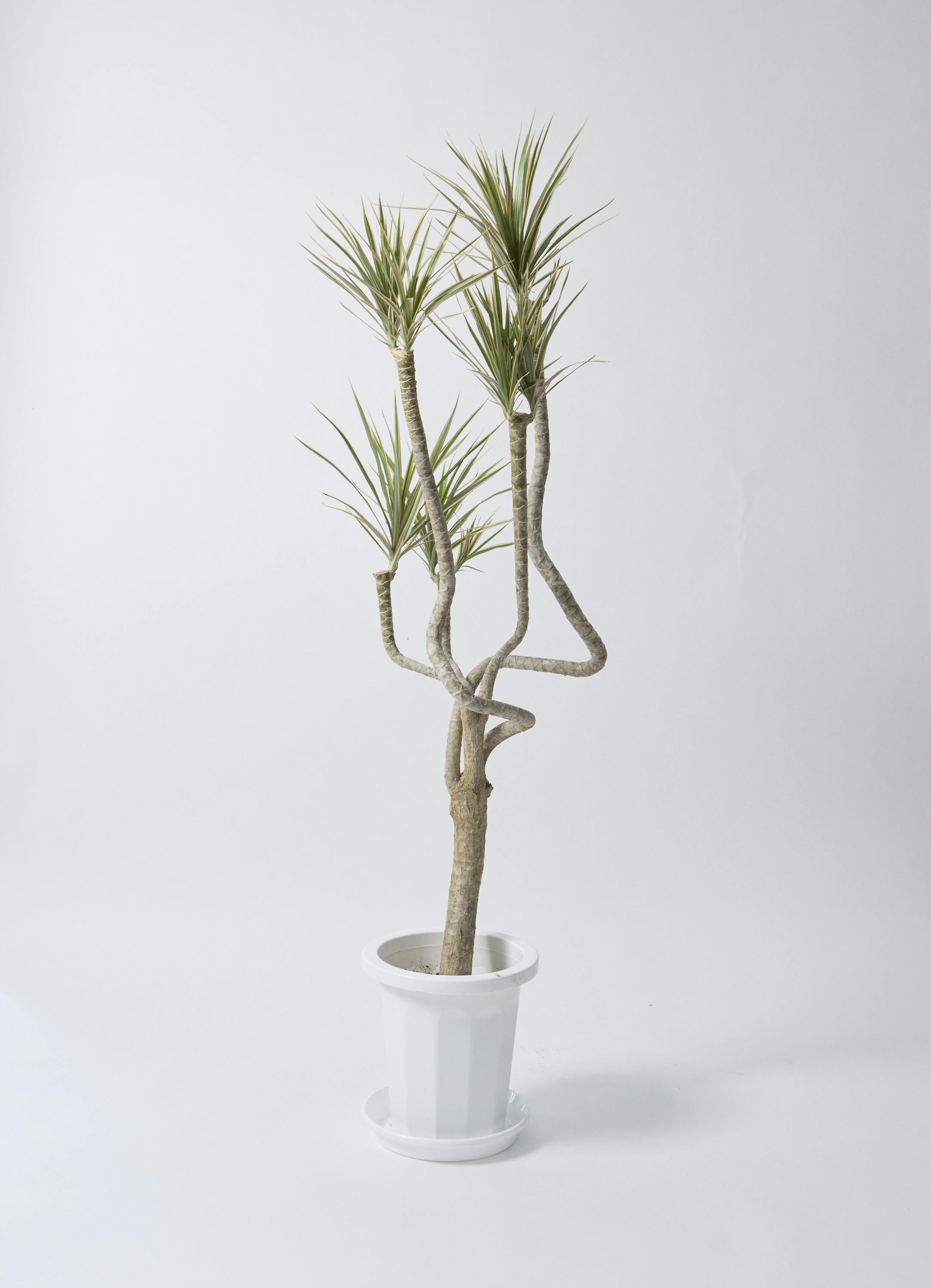 観葉植物 ドラセナ コンシンネ 8号 曲り（龍）トリカラー アート