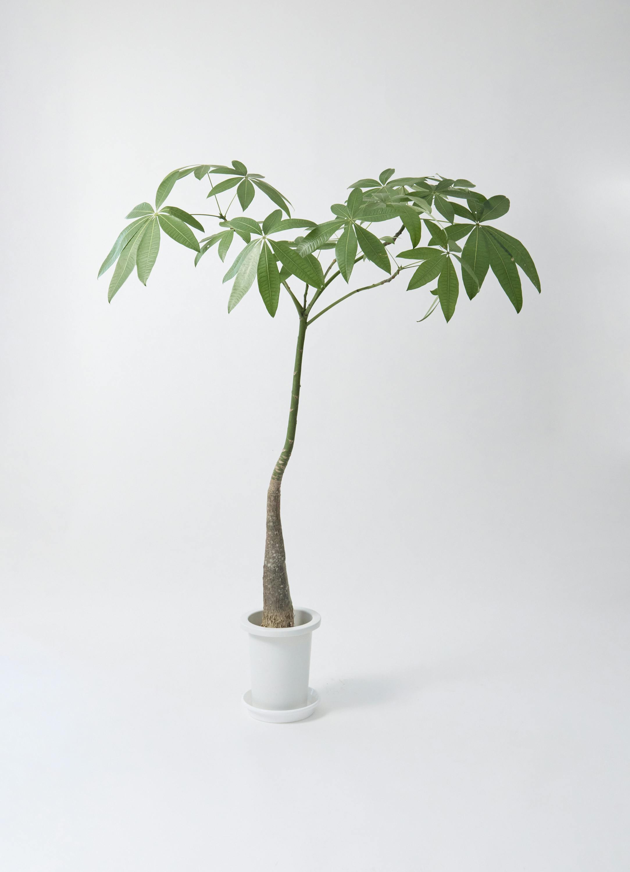 パキラ | 観葉植物の通販ならHitoHana（ひとはな）