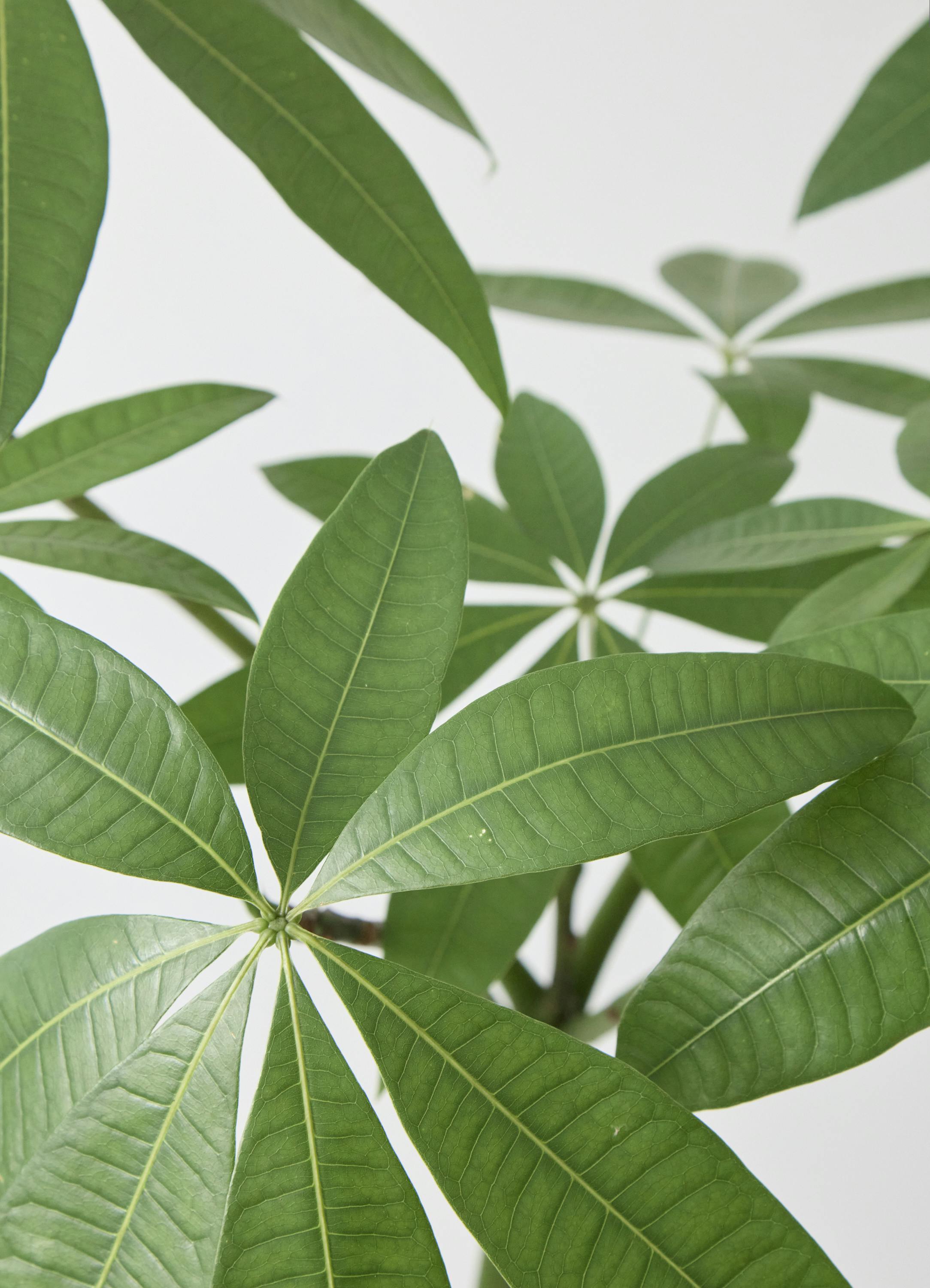 観葉植物 パキラ 7号 パラソル プラスチック鉢 | 観葉植物ならHitoHana