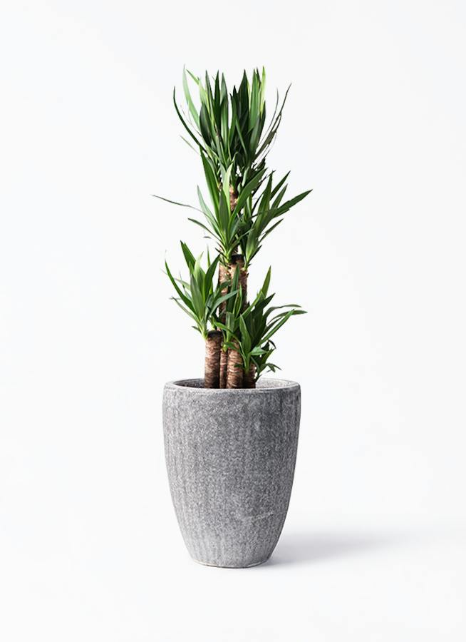 ユッカ ゴールデンソード 観葉植物 8号鉢 ユッカ・フィラメントーサ