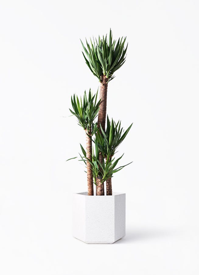 ユッカ マルデヌベス　大きめ 観葉植物 ユッカ 大型 | 観葉植物通販HitoHana(ひとはな)