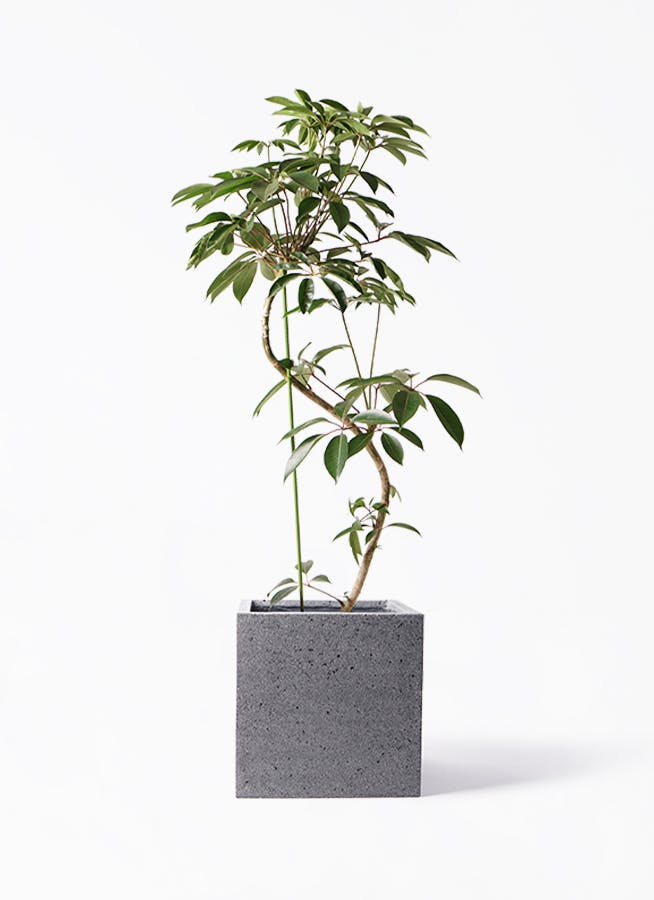 観葉植物 ツピダンサス 10号 曲り キューブ ラテルストーン 付き | 観葉植物ならHitoHana(ひとはな)