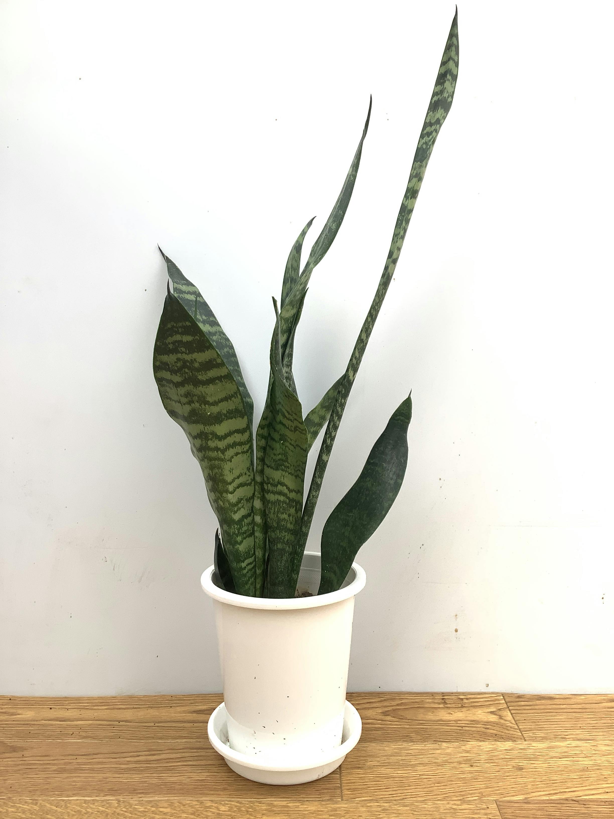 サンスベリア トリファッシアータ | 観葉植物 | インテリアやギフトに