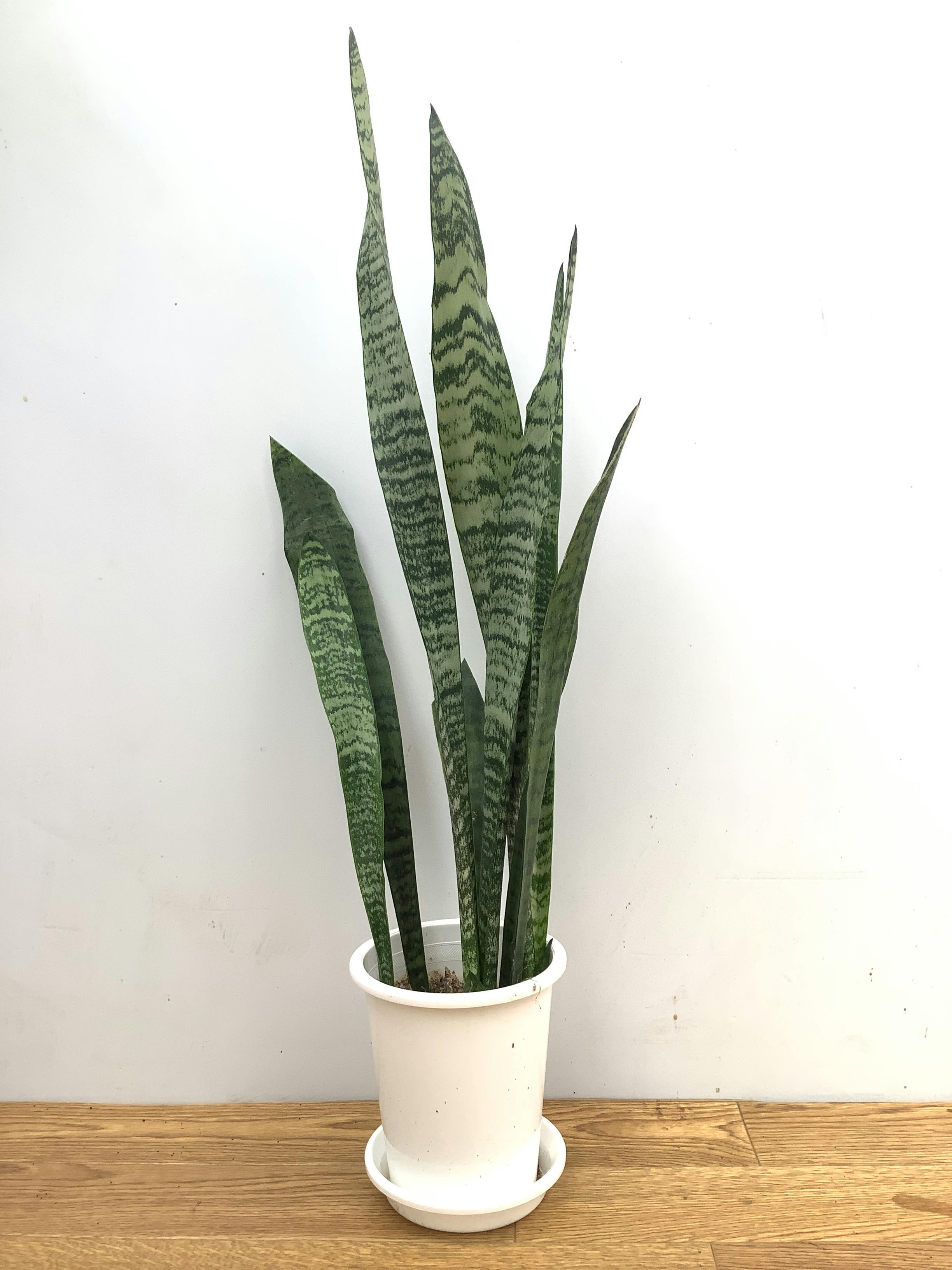 サンスベリア トリファッシアータ | 観葉植物 | インテリアやギフトに