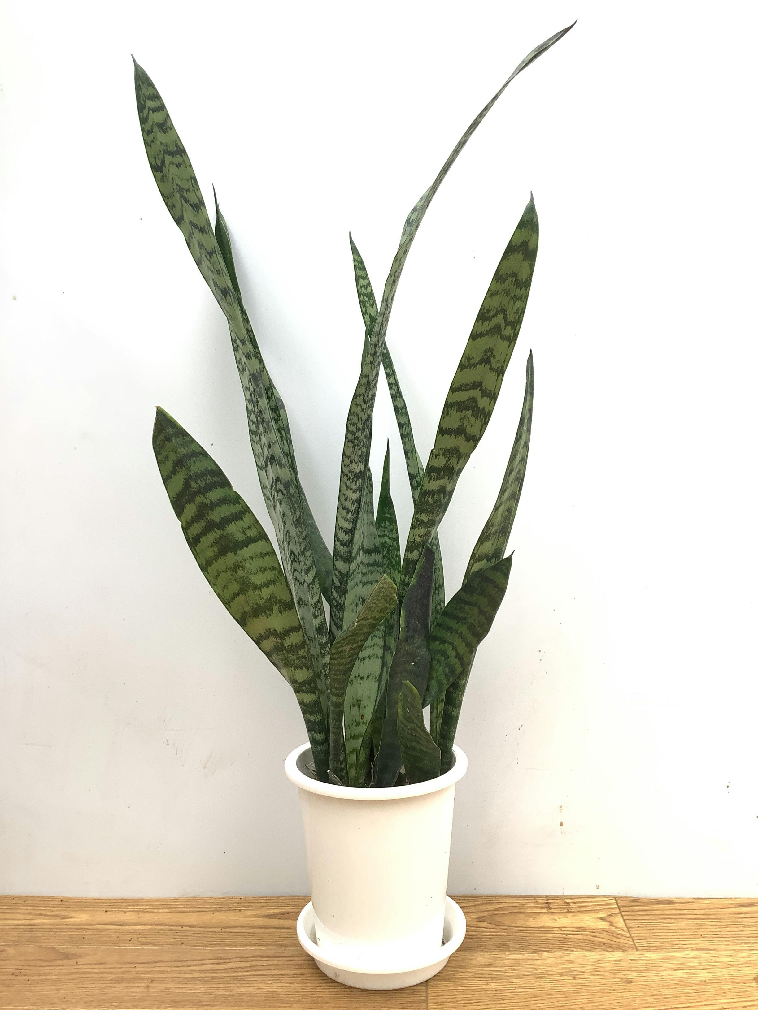 サンスベリア トリファッシアータ | 観葉植物 | インテリアやギフトに