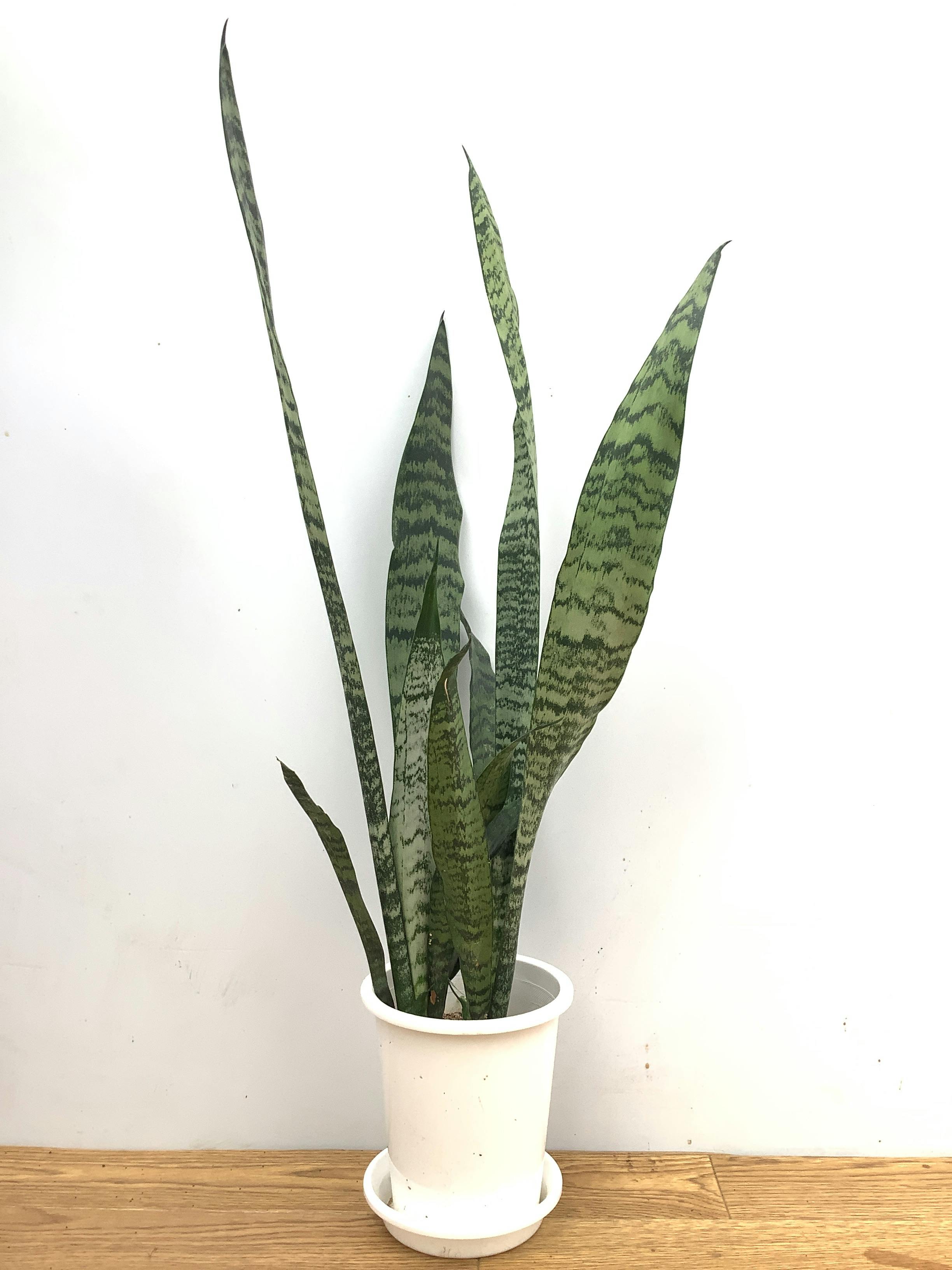 サンスベリア トリファッシアータ 1点もの | 観葉植物通販HitoHana