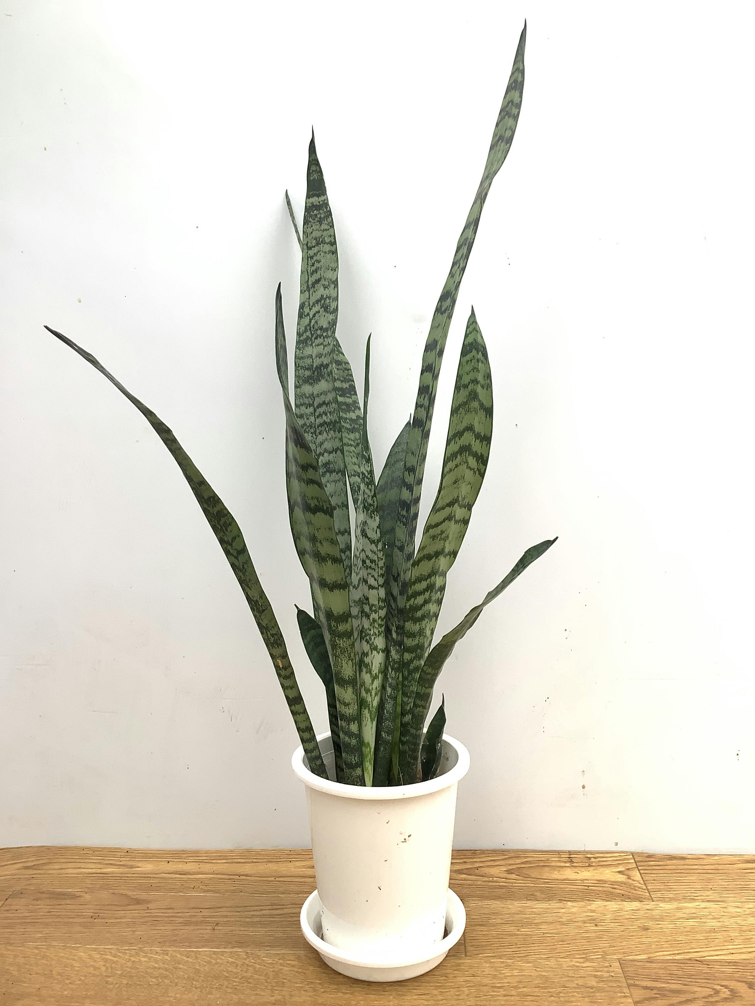 サンスベリア トリファッシアータ | 観葉植物 | インテリアやギフトに