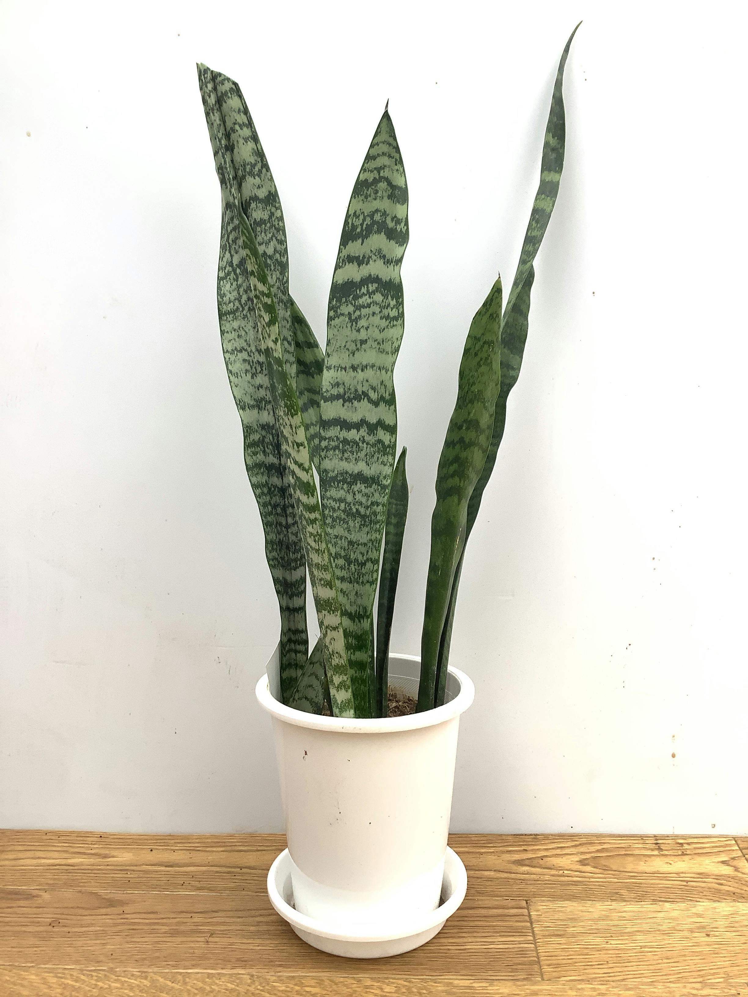 サンスベリア 4号 | 観葉植物の通販ならHitoHana（ひとはな）
