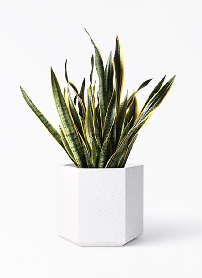 サンスベリア 大型 | 観葉植物通販HitoHana(ひとはな)