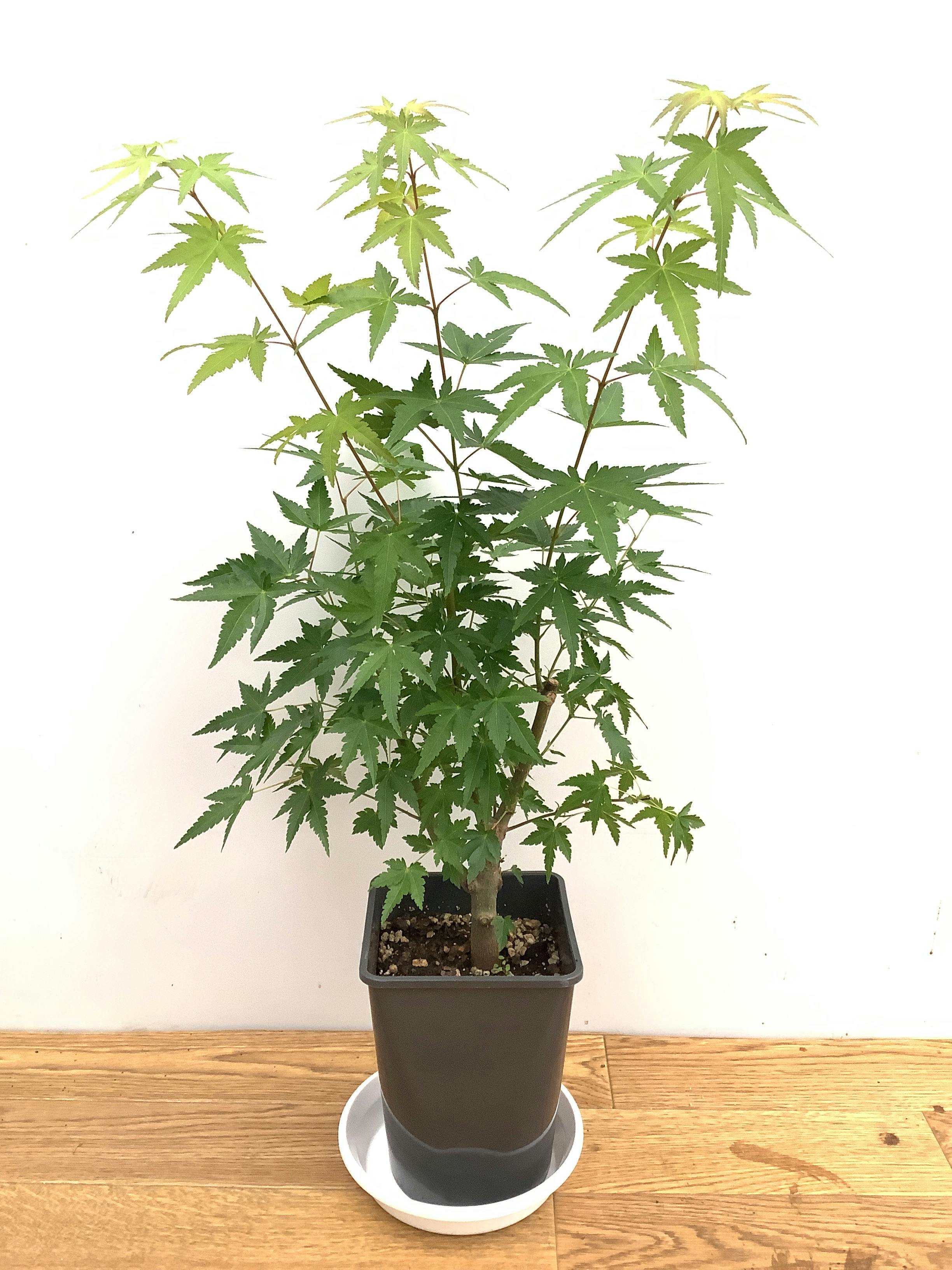 5号サイズの観葉植物 | 送料無料でお届け | Hitohana（ひとはな）