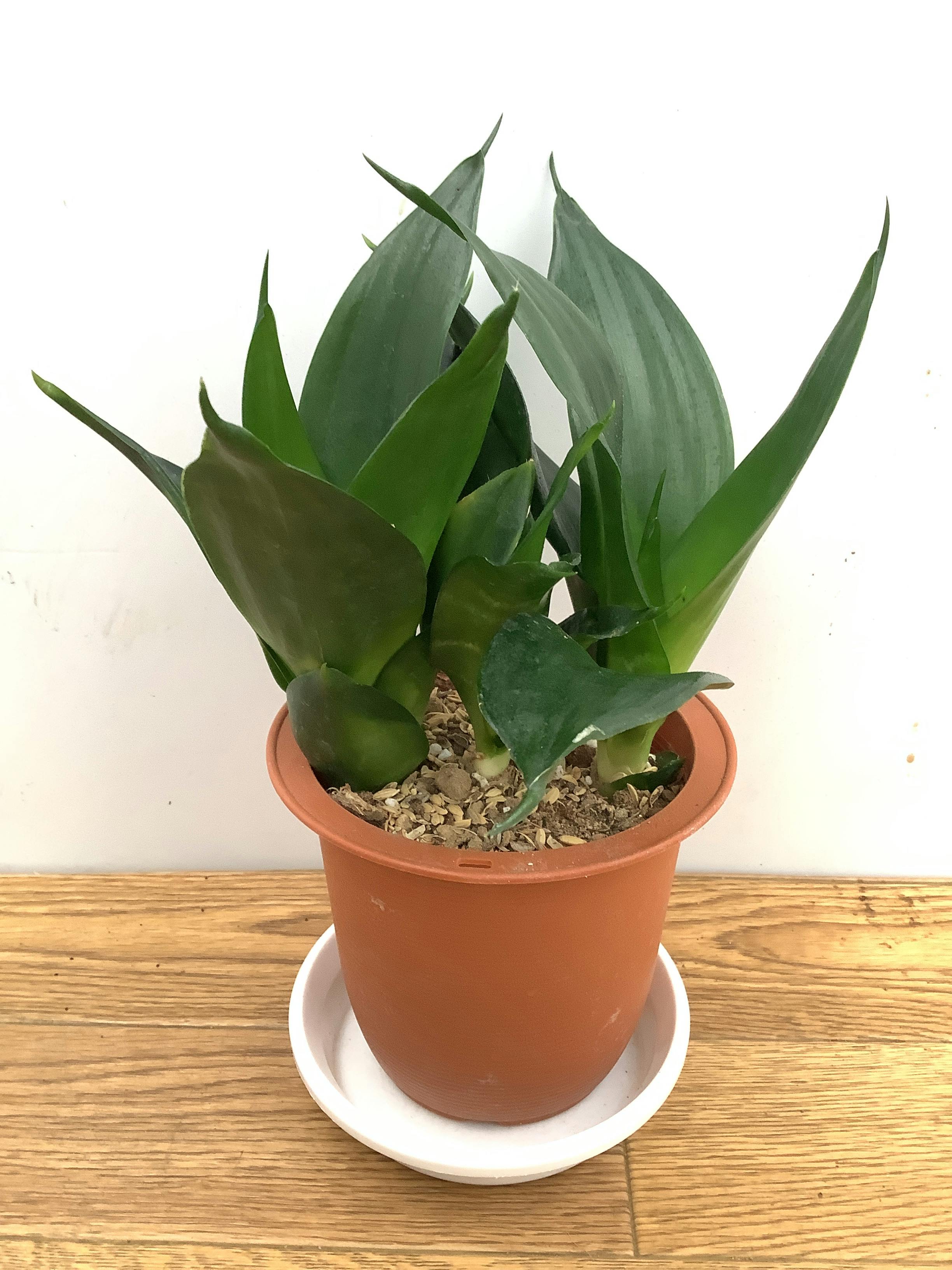 サンスベリア 4号 | 観葉植物の通販ならHitoHana（ひとはな）