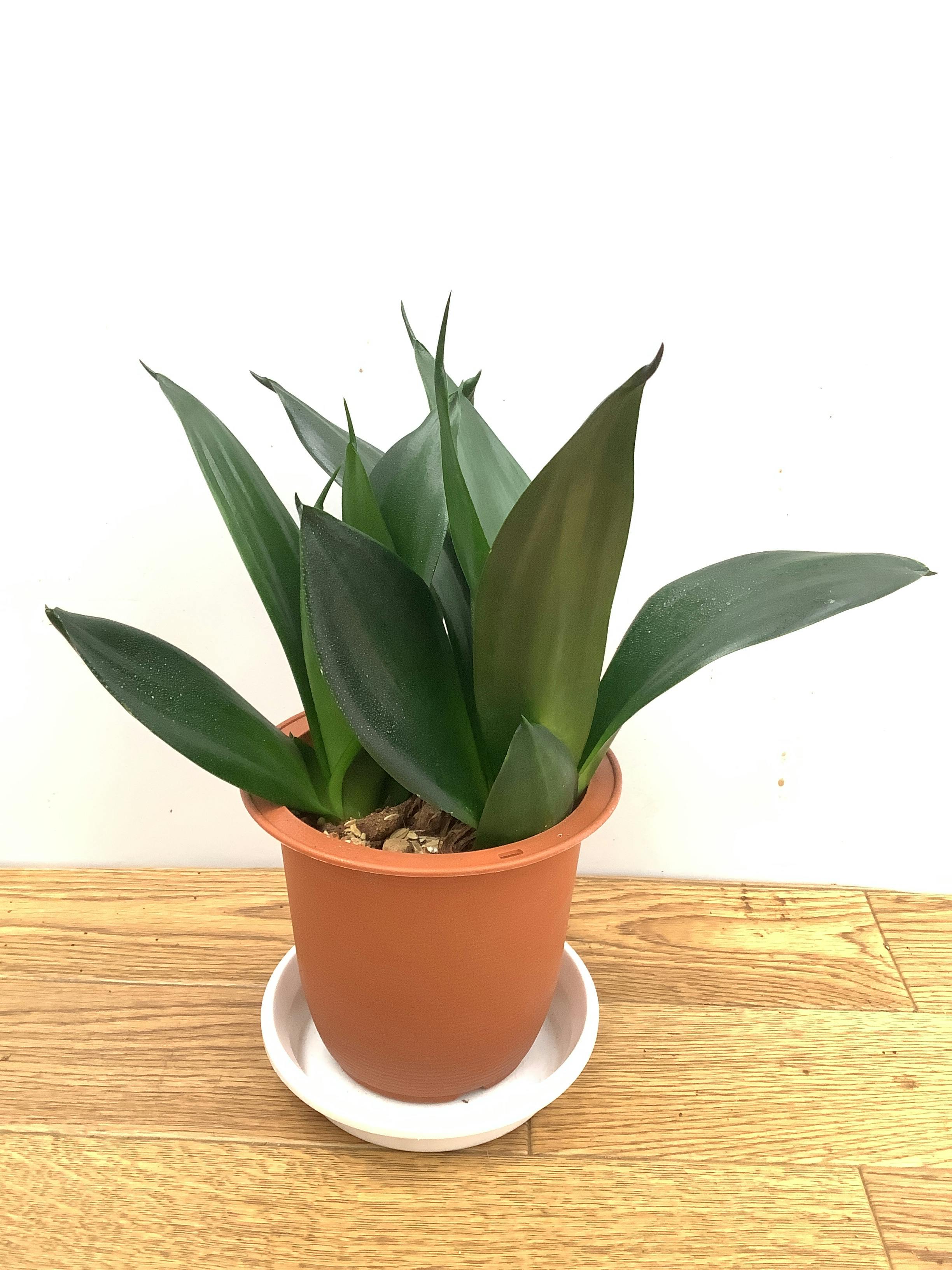 観葉植物 サンスベリア【25cm】 4号 ブラックドラゴン プラスチック鉢