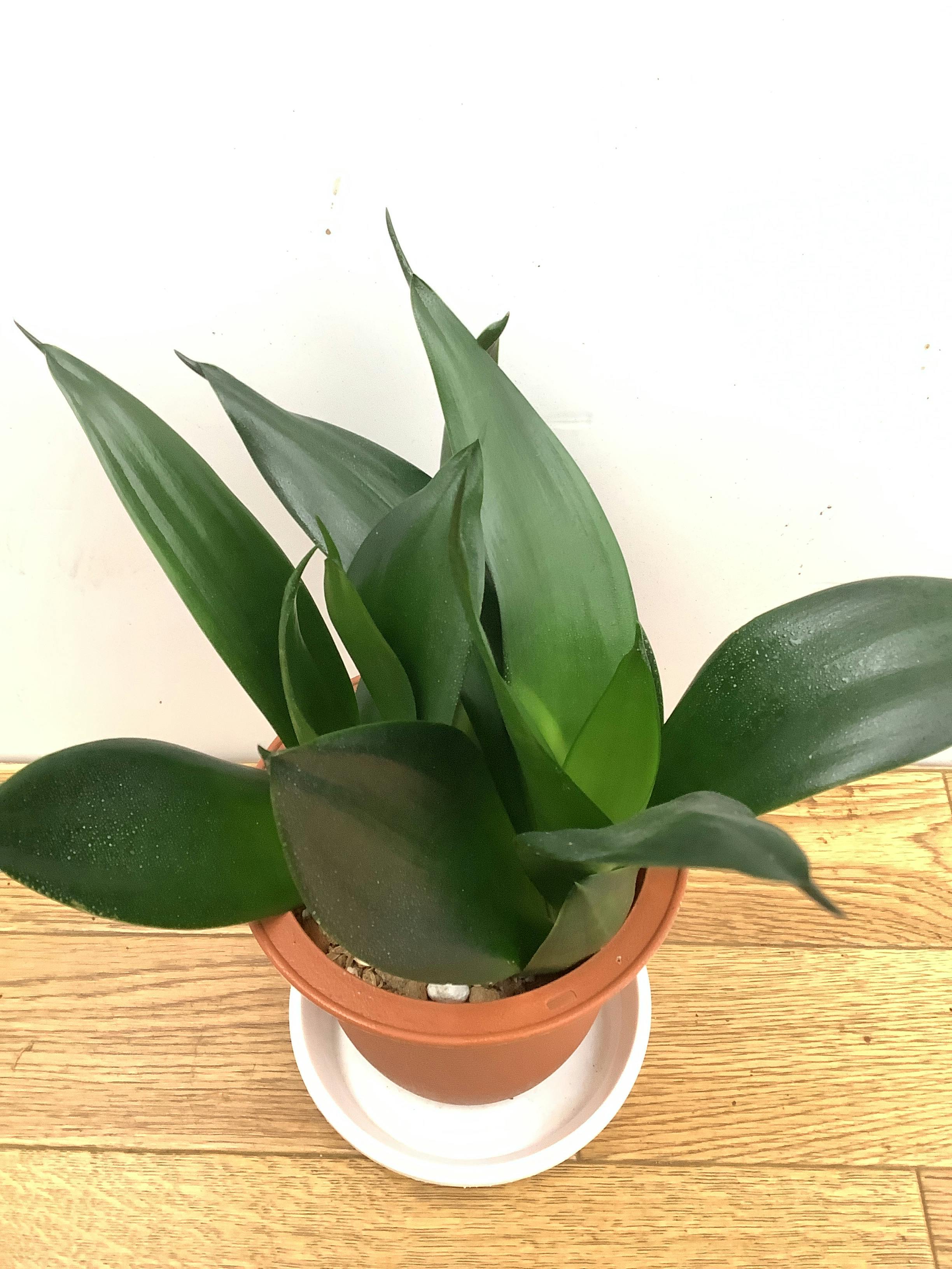 観葉植物 サンスベリア【25cm】 4号 ブラックドラゴン プラスチック鉢