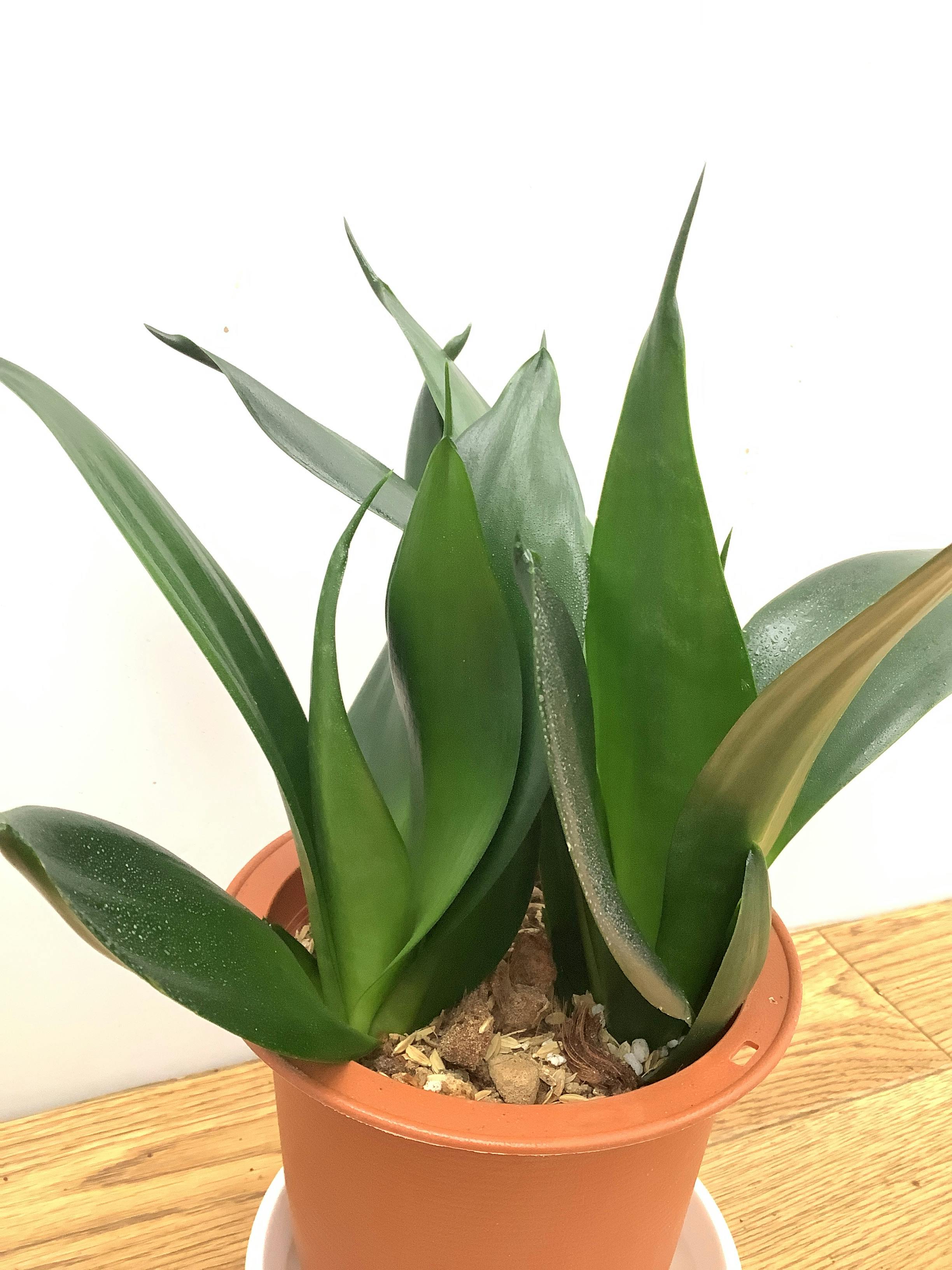 観葉植物 サンスベリア【25cm】 4号 ブラックドラゴン プラスチック鉢