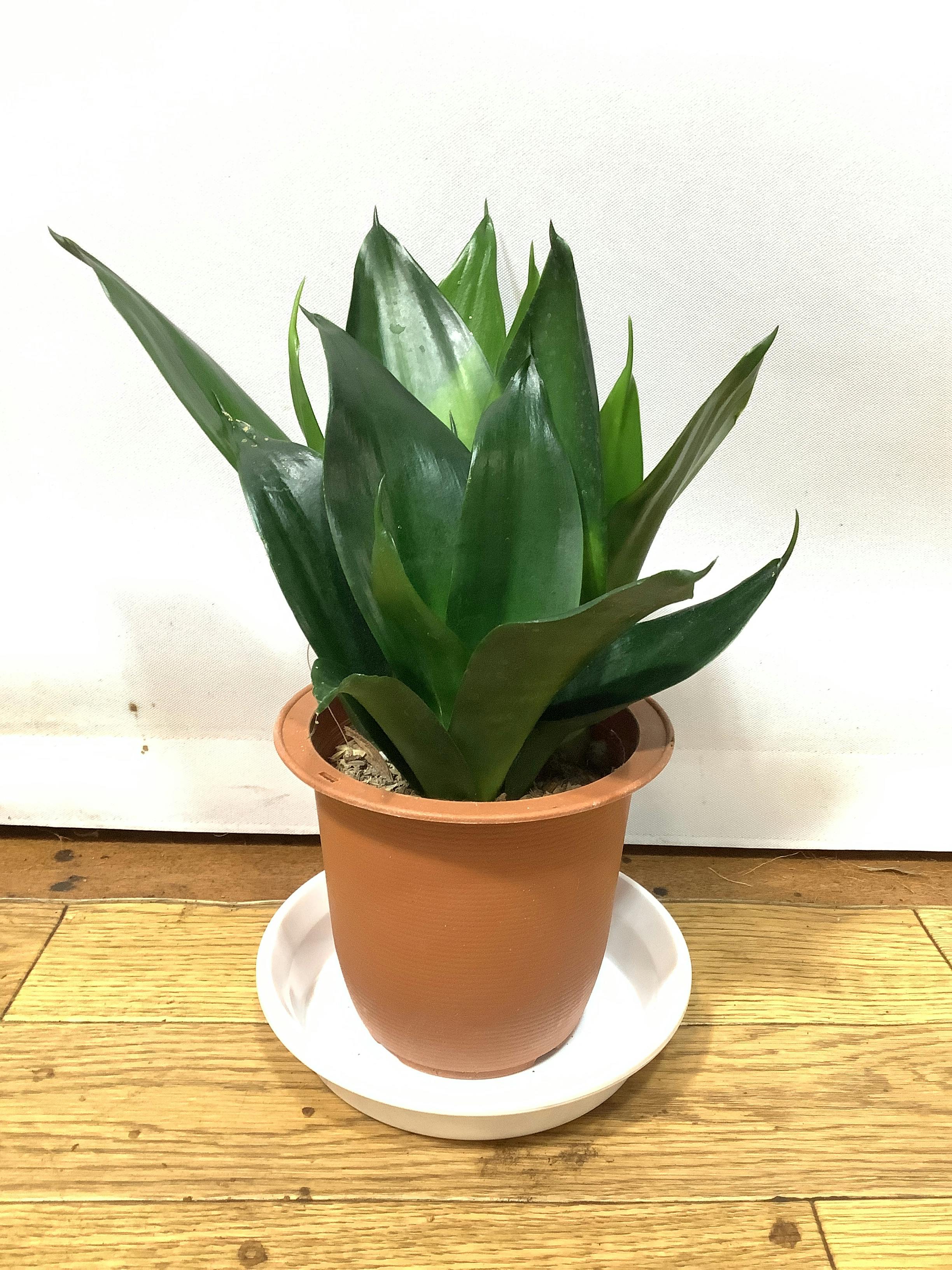 現品販売】~ 49cm 1点もの観葉植物の通販 | HitoHana（ひとはな）